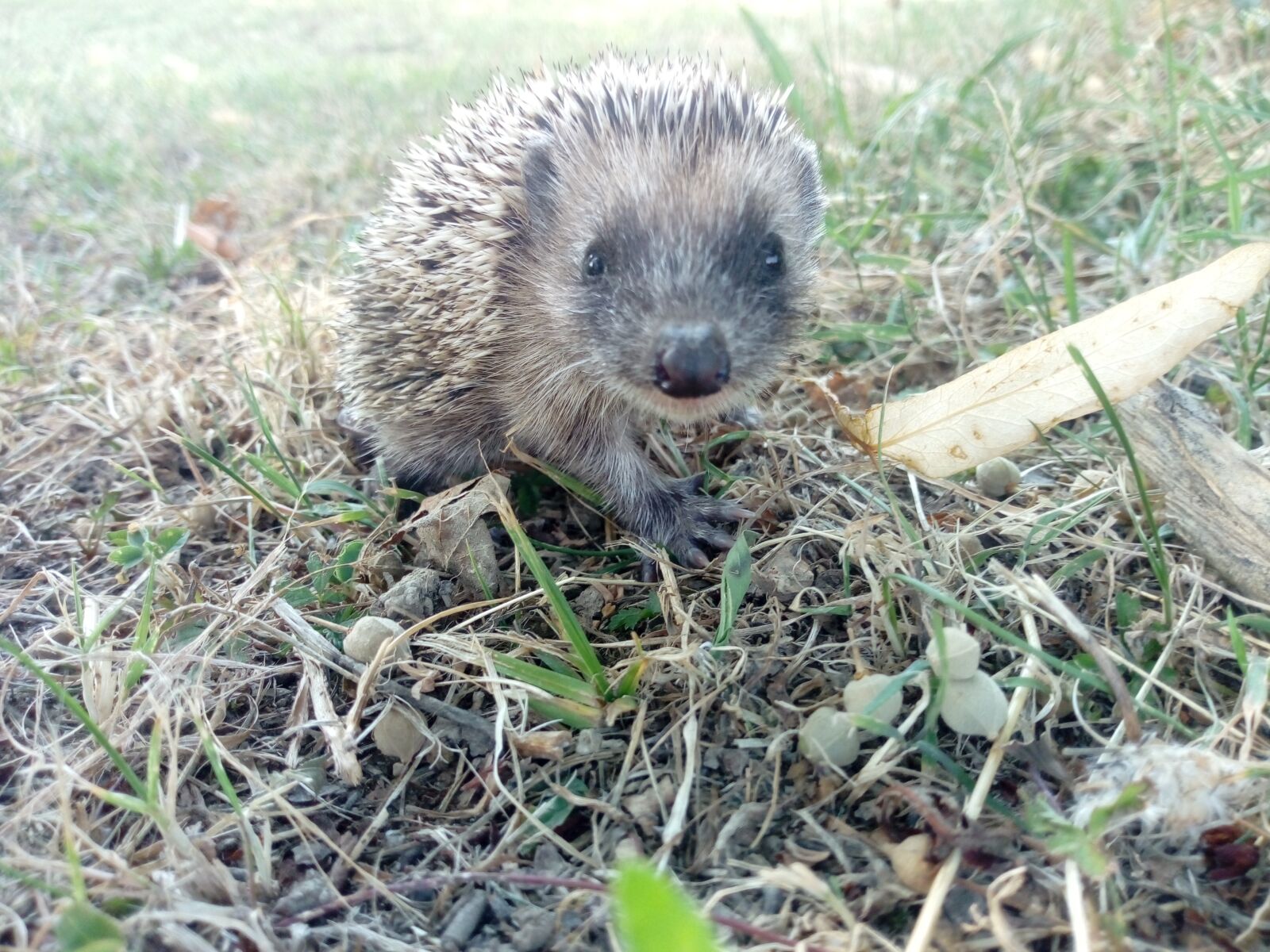 HUAWEI MYA-L11 sample photo. Curly, small, pet photography