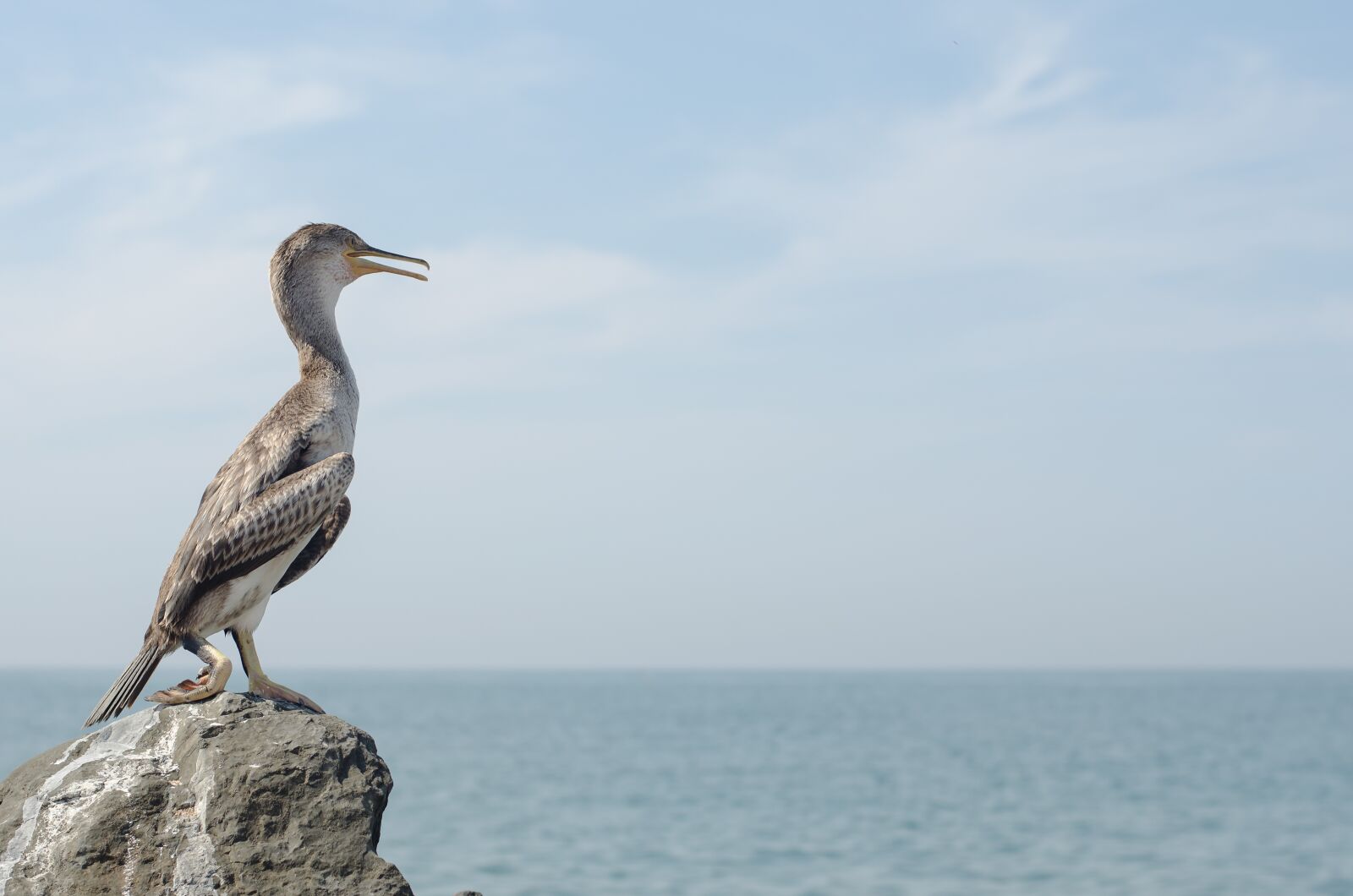 Nikon D5100 sample photo. Bird, sea, water photography