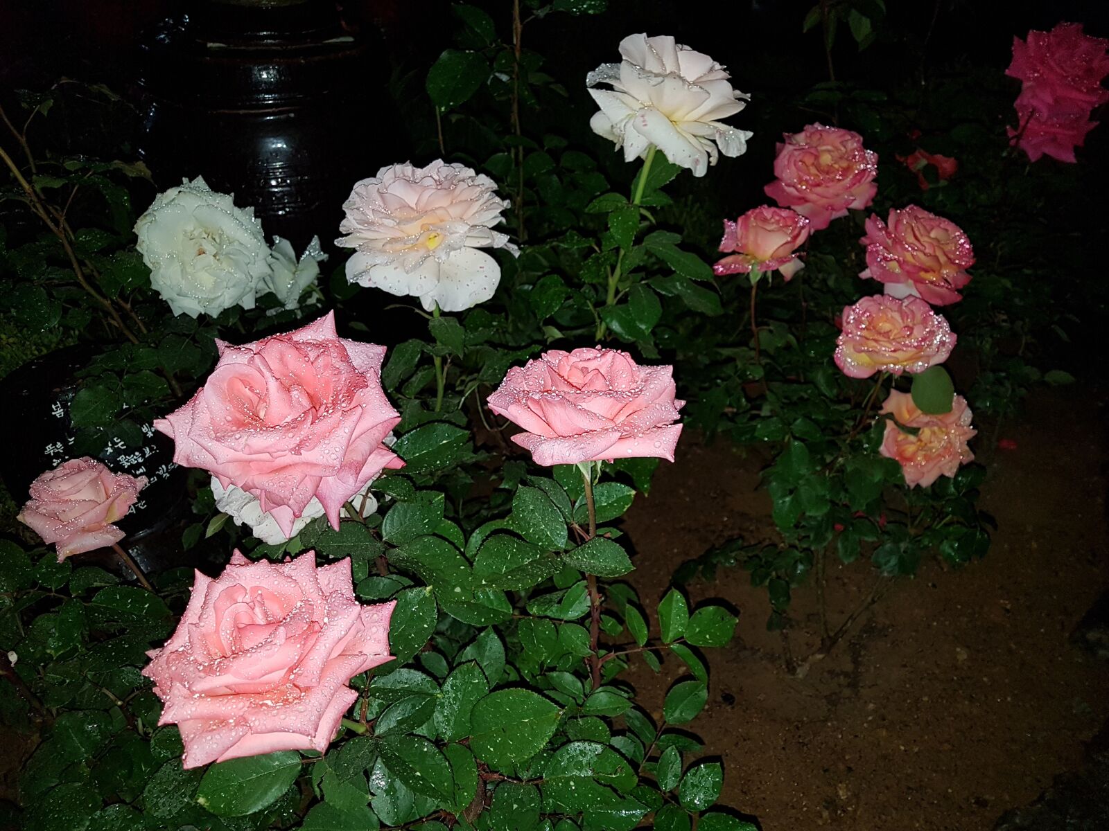 Samsung Galaxy S7 Edge sample photo. Rose, flowers, rose garden photography