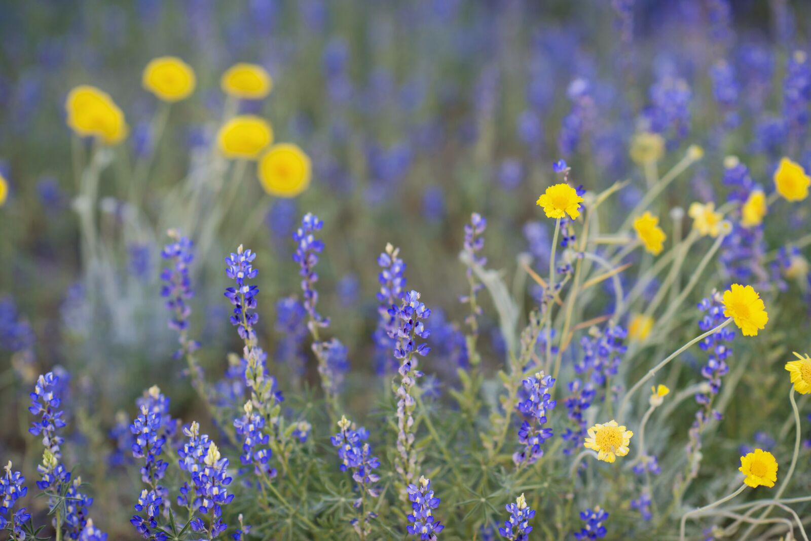 Nikon D800 sample photo. Wild flowers, flowers, purple photography