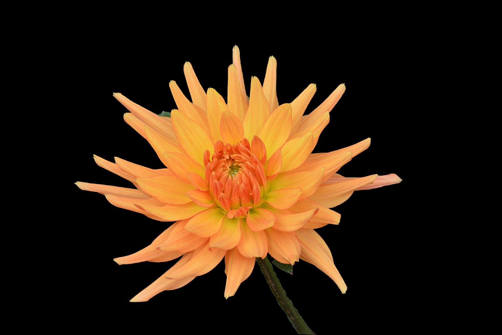 Sigma 18-250mm F3.5-6.3 DC Macro OS HSM sample photo. Botanique, chrysantheme, fleur, fleur photography