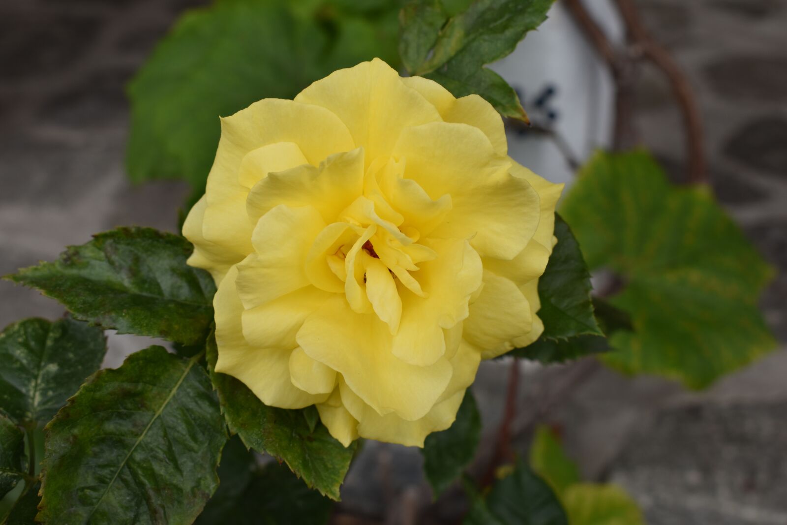 Nikon D3500 sample photo. Nature, garden, blossom photography