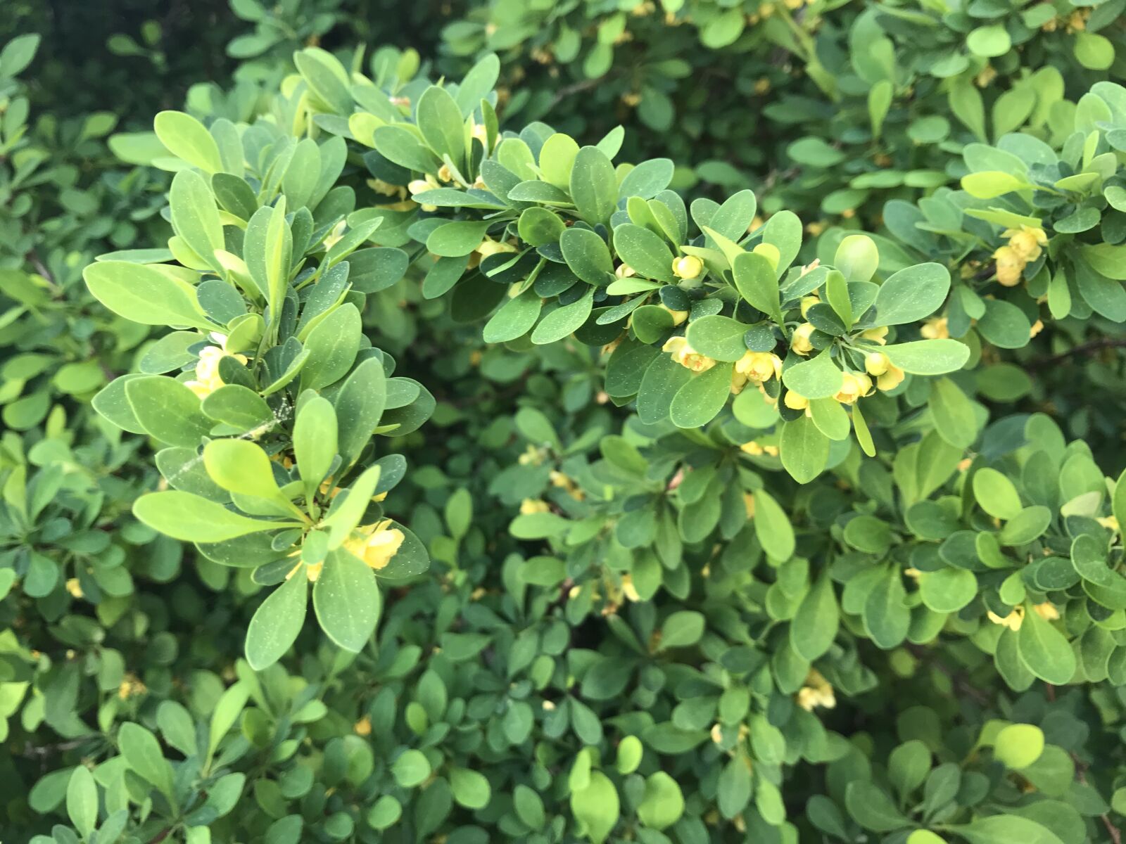 Apple iPhone 7 sample photo. Finery, spring, awakening photography