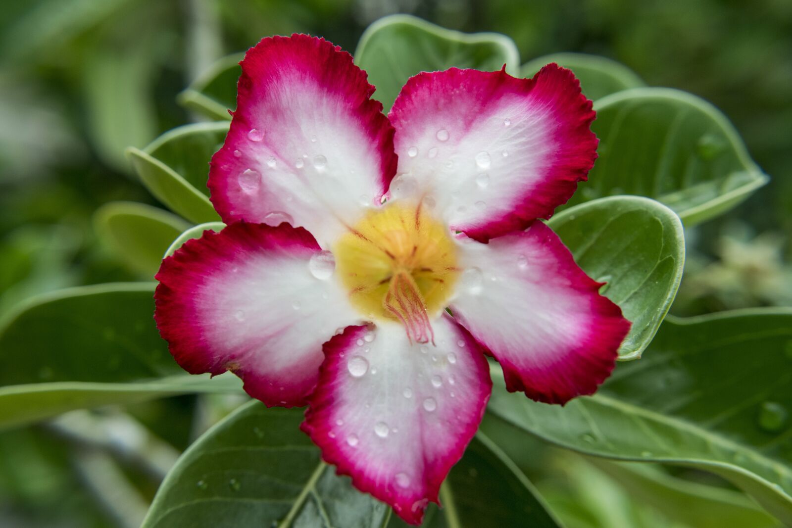 Nikon D3300 sample photo. Nature, flower, leaf photography
