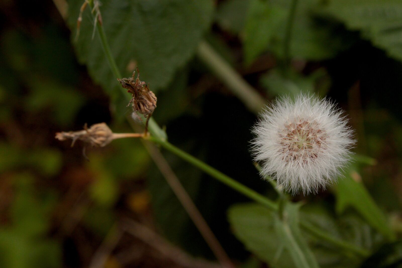 Canon EOS 500D (EOS Rebel T1i / EOS Kiss X3) sample photo. White, dandelion, composition photography