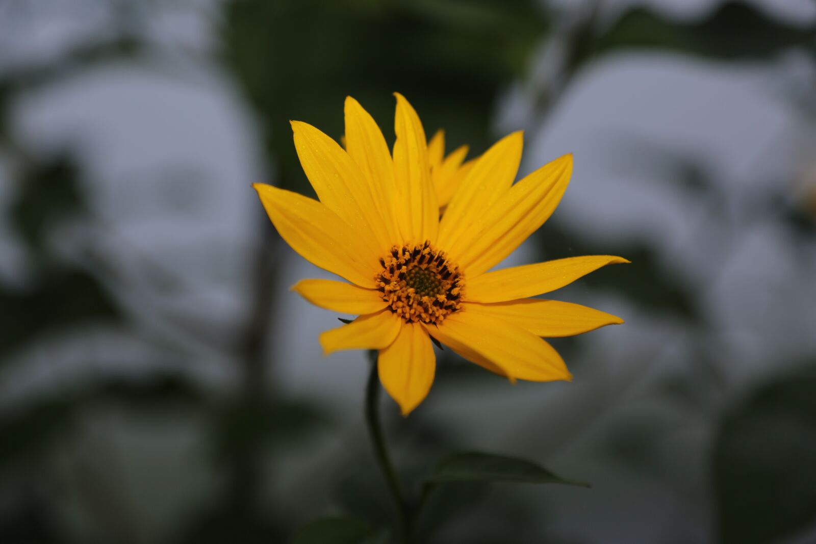 Canon EF 24-105mm F4L IS USM sample photo. Flower, blossom, bloom photography