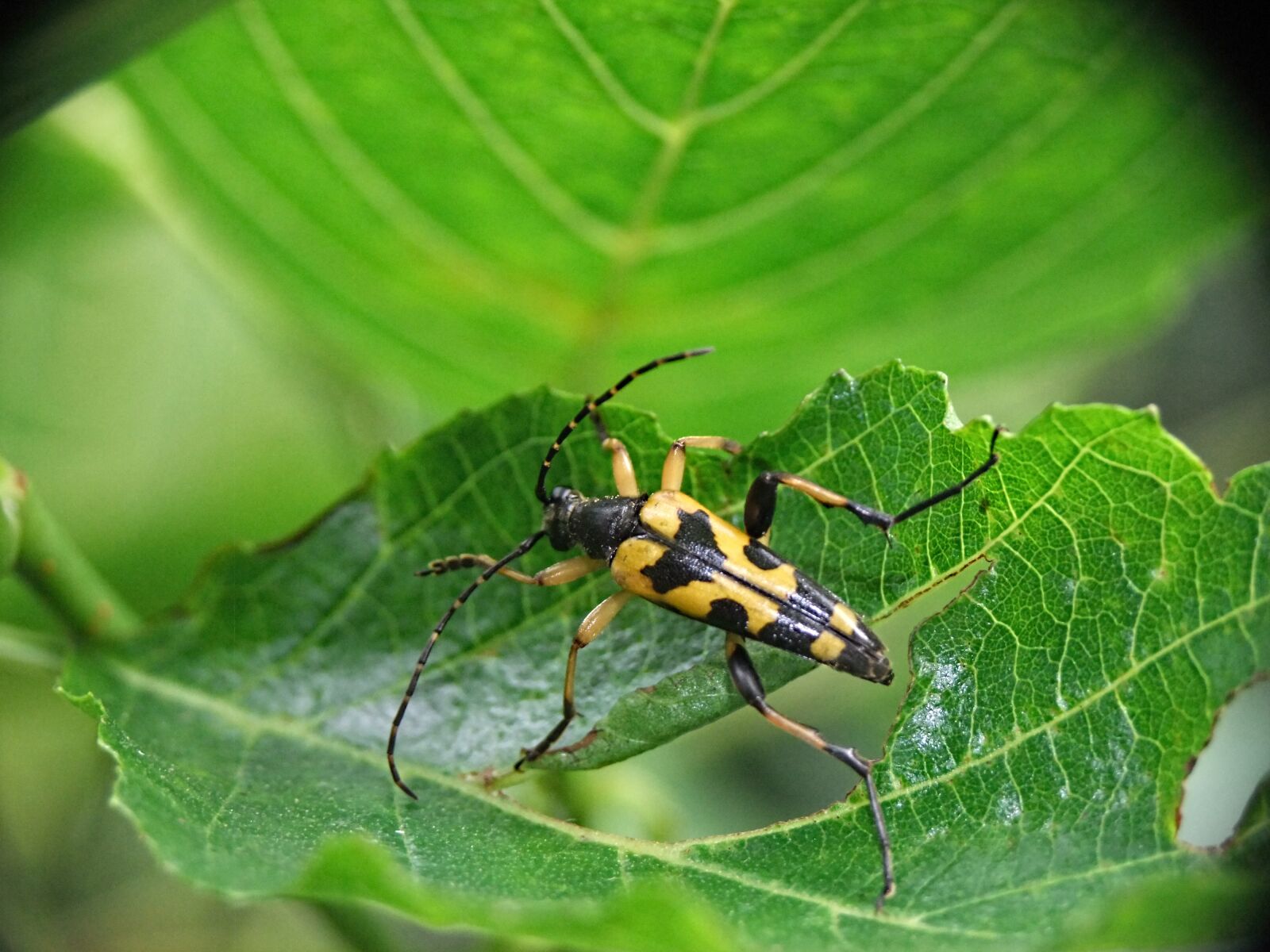 FujiFilm FinePix S200EXR (FinePix S205EXR) sample photo. Beetle, leaf, macro photography