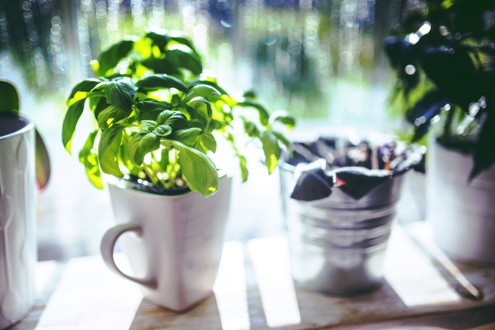 Canon EOS 6D + Sigma 35mm F1.4 DG HSM Art sample photo. Basil, in, the, cup photography