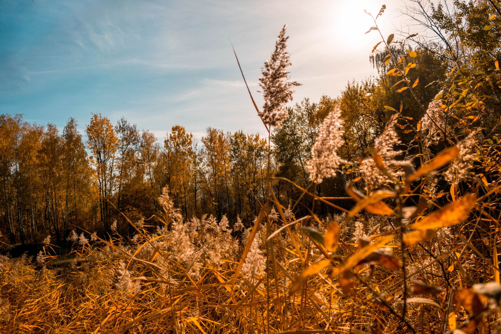 Nikon D3300 sample photo. Autumn, nature, forests photography