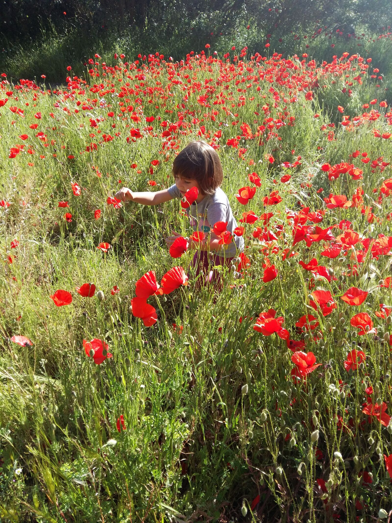 Samsung Galaxy A5 sample photo. Field poppies, poppies, field photography