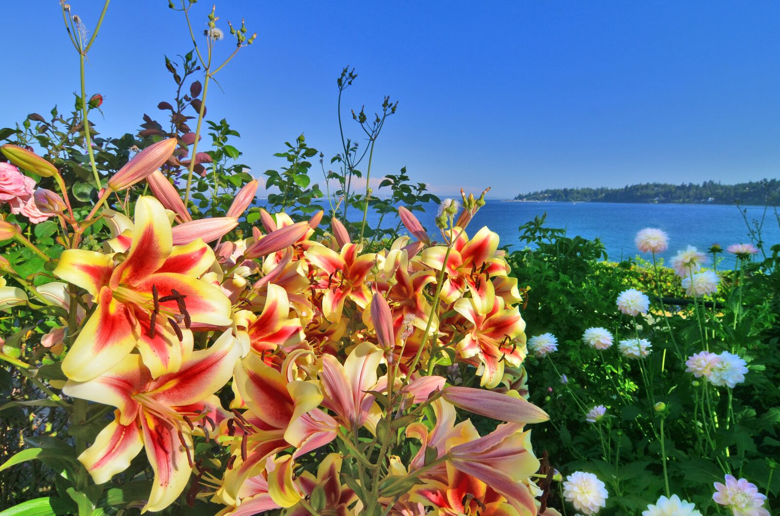 Nikon D7000 sample photo. Lily, waterfront, view photography