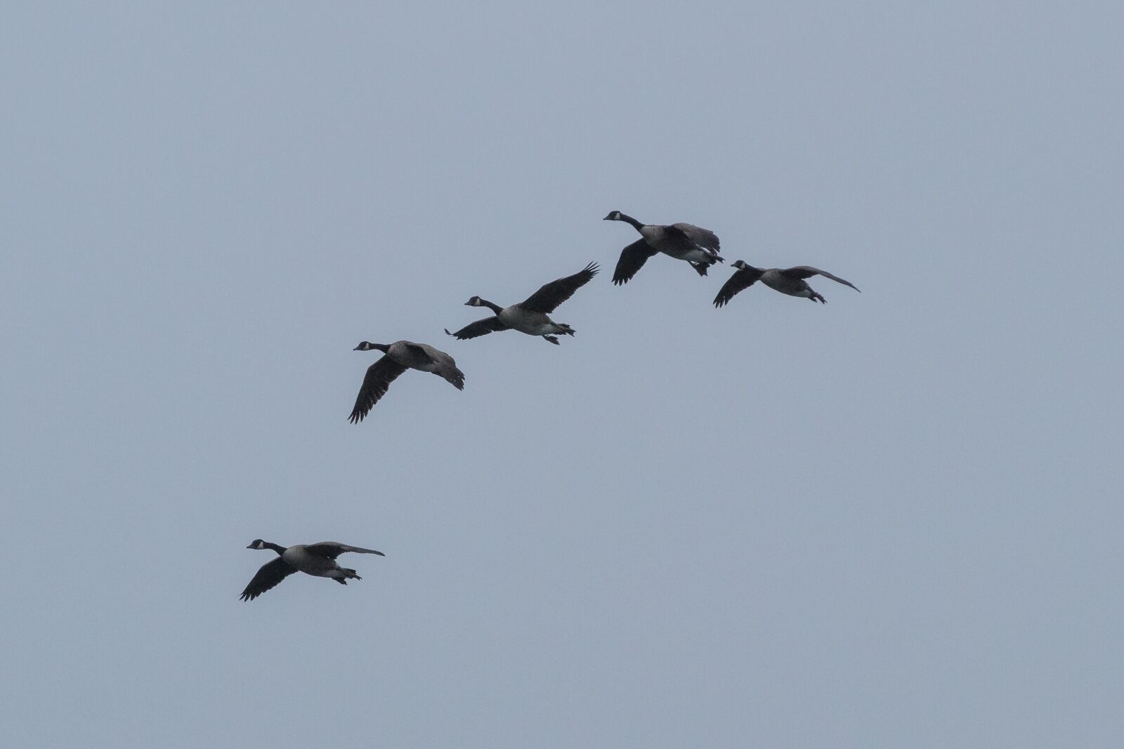 Canon EOS 80D sample photo. Geese, birds, nature photography