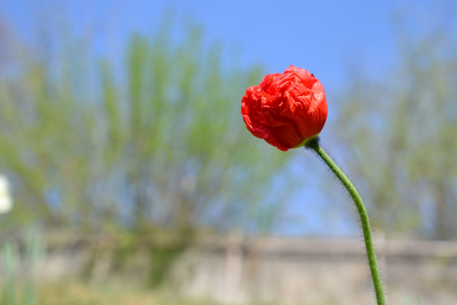 Nikon D3100 sample photo. Poppy, red, blossom photography