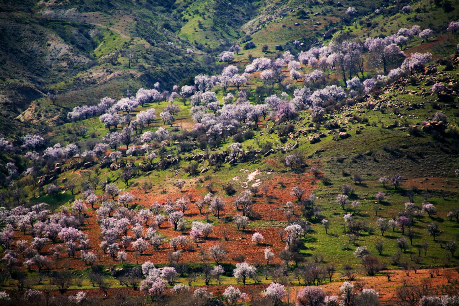 Canon EOS 5D sample photo. Spring, tree, mountain photography