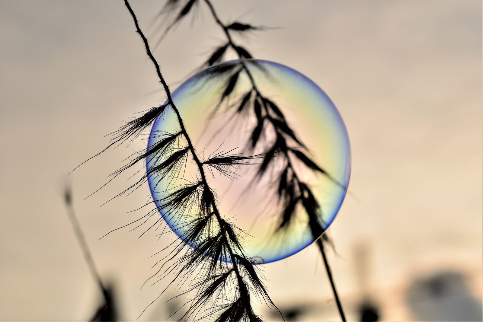 Nikon D5500 sample photo. Soap bubble, backlighting, mood photography