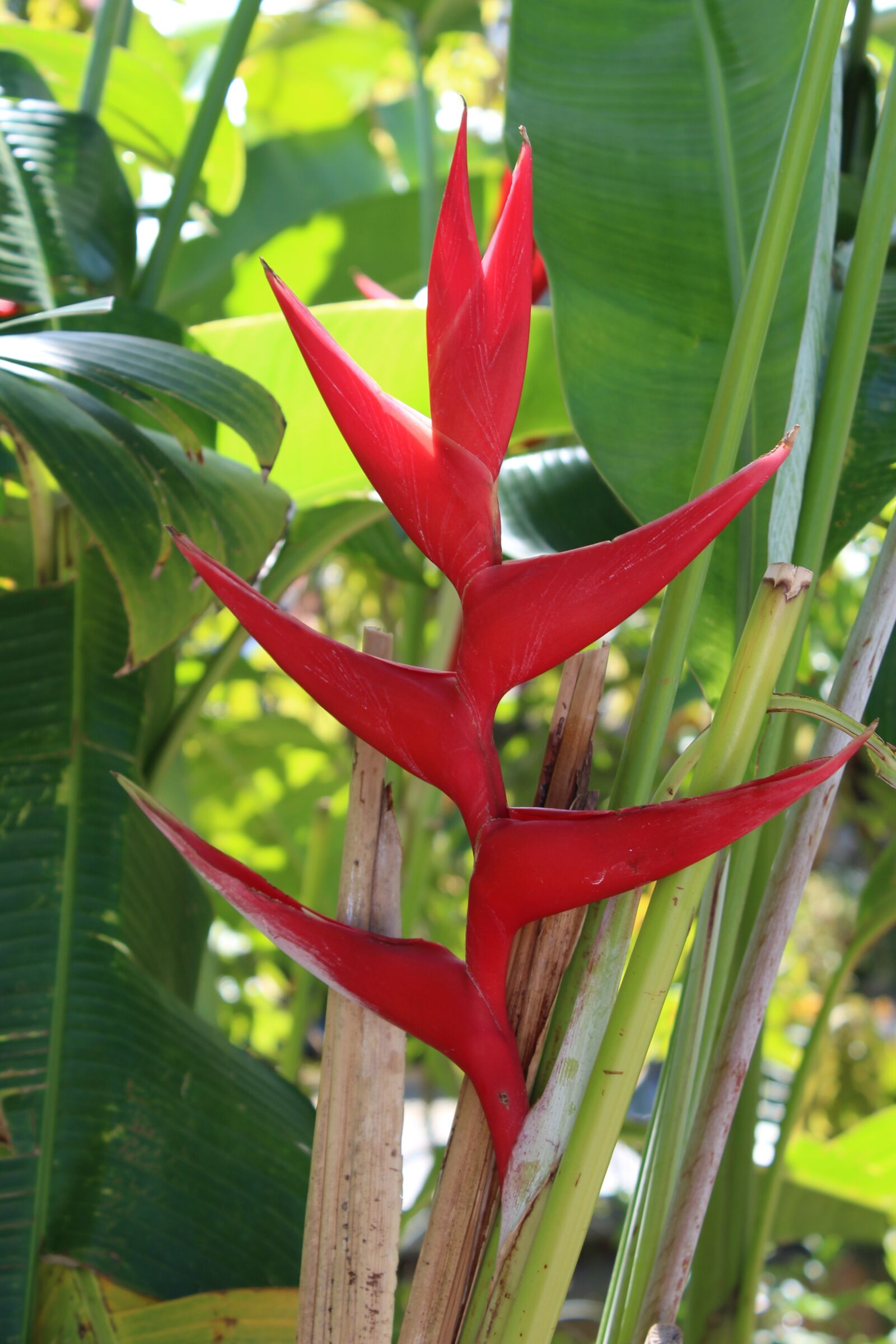 Canon EOS 1200D (EOS Rebel T5 / EOS Kiss X70 / EOS Hi) sample photo. Flora, tropical, nature photography