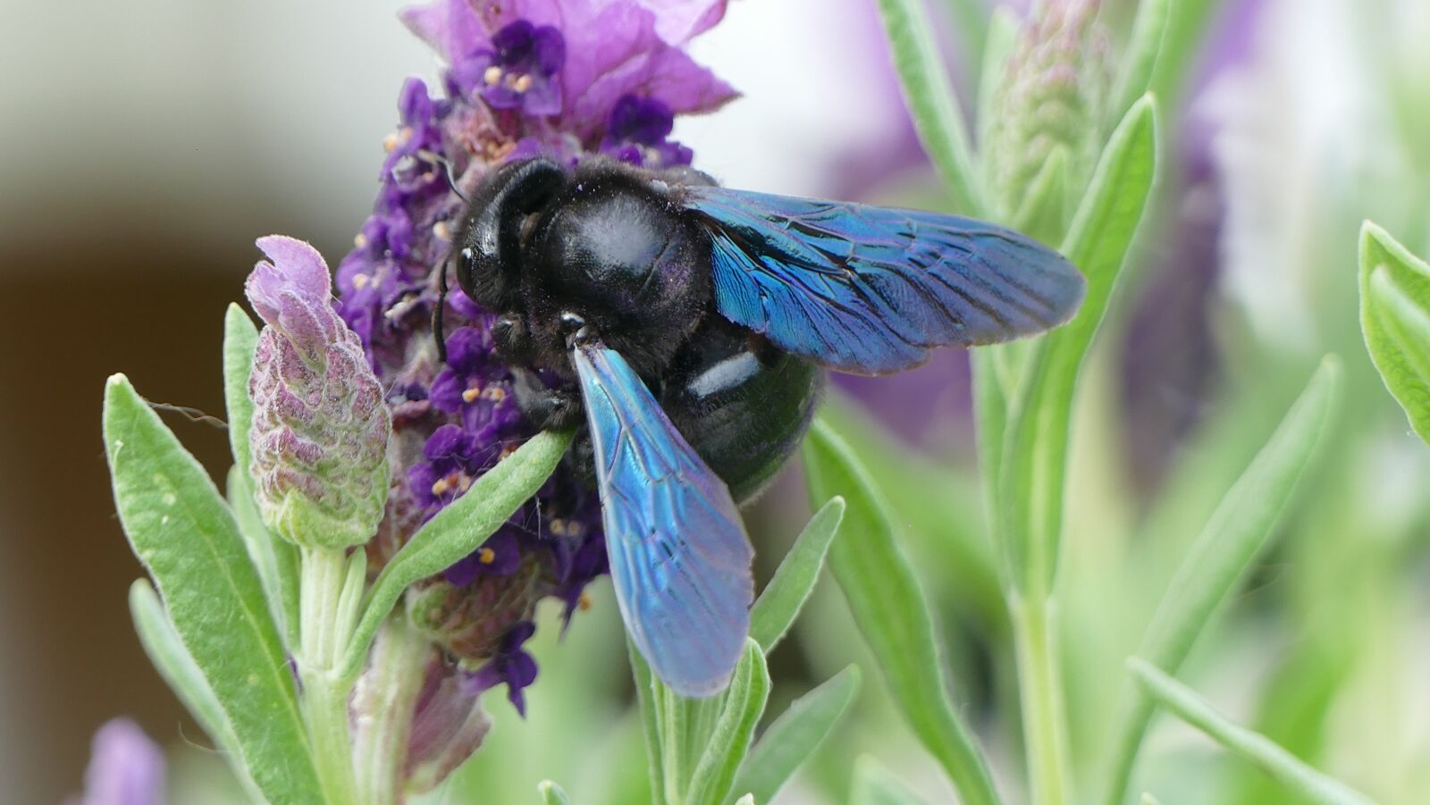 Panasonic Lumix DMC-FZ1000 sample photo. Lavender, carpenter bee, nature photography