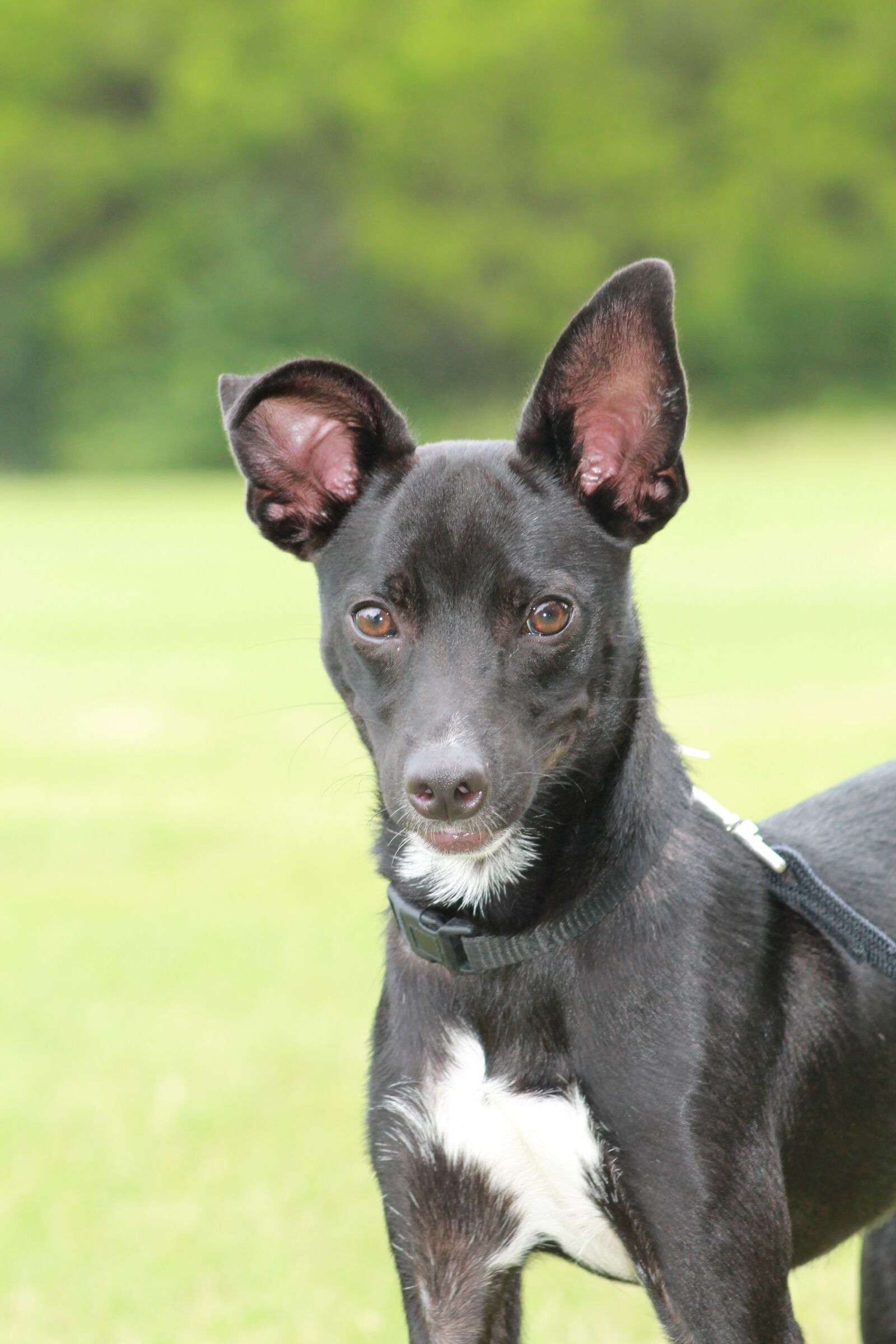 Canon EOS 1100D (EOS Rebel T3 / EOS Kiss X50) sample photo. Dog, black dog, big photography