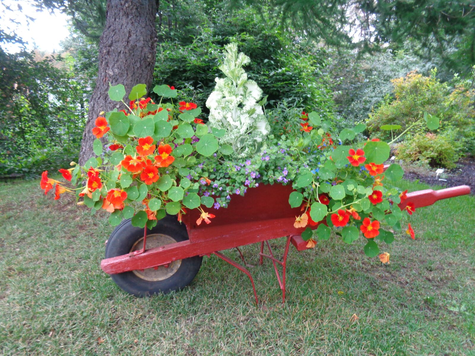Sony Cyber-shot DSC-W830 sample photo. Botanical garden, iceland, wheelbarrows photography