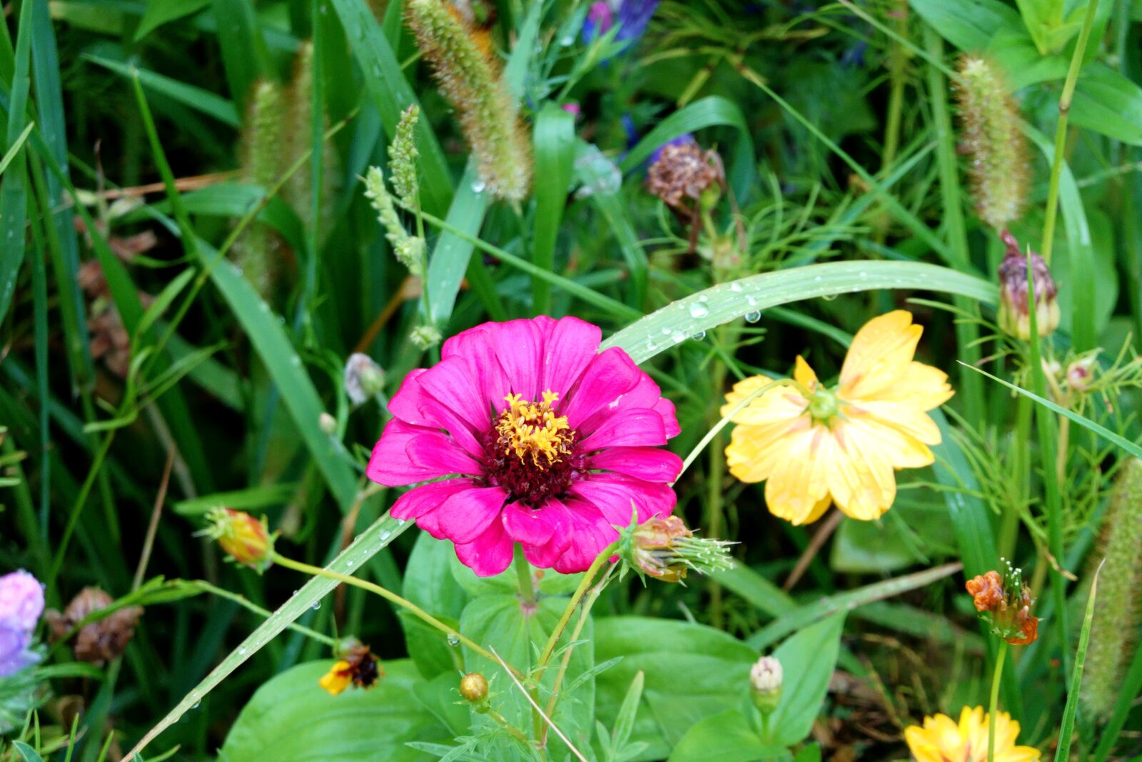 Sony Cyber-shot DSC-RX100 VI sample photo. Mallow, flower, blossom photography
