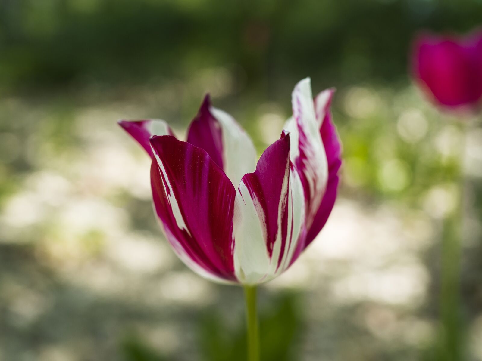 Olympus OM-D E-M10 II + Olympus M.Zuiko Digital 25mm F1.8 sample photo. Tulip, spring, petals photography