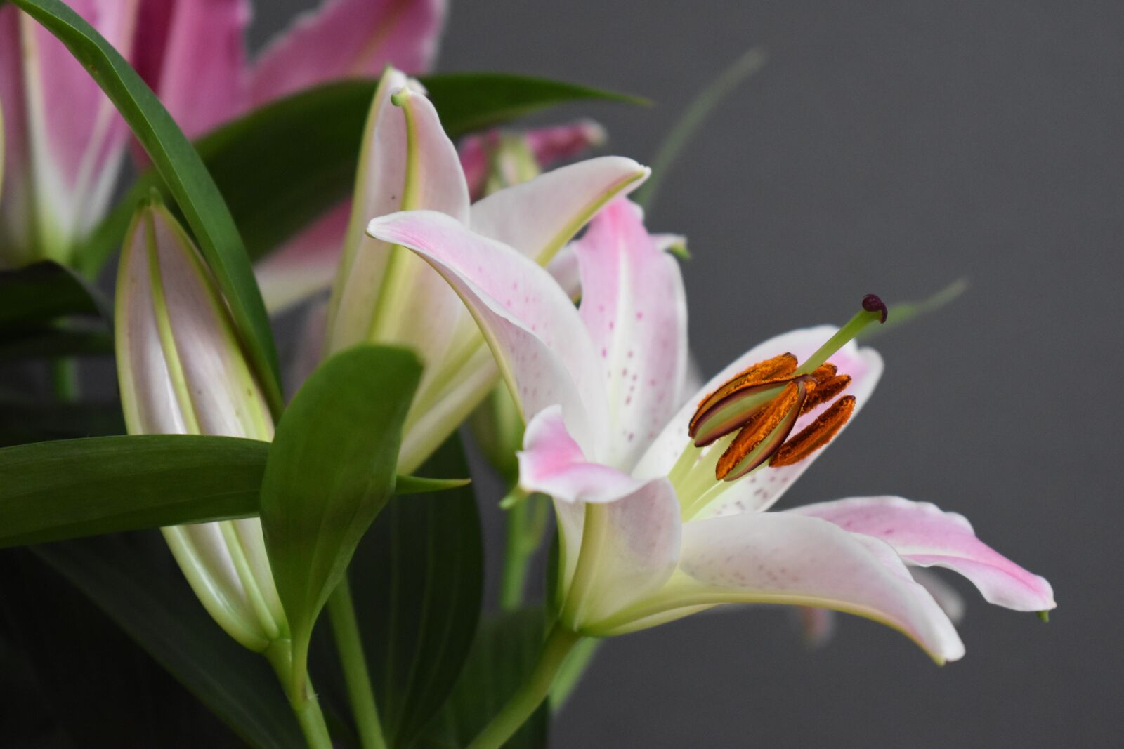 Nikon D5600 sample photo. Lily, flowers, blossom photography