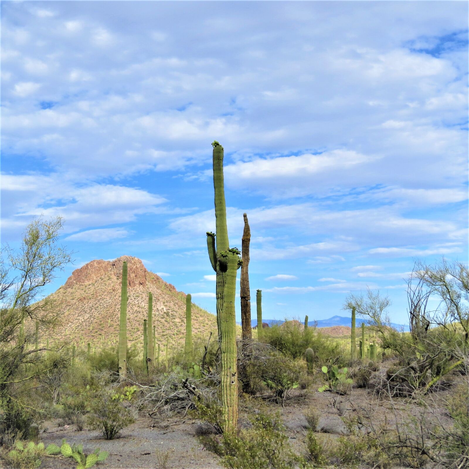 Canon PowerShot SX50 HS sample photo. Cactus, arizona, saguaro photography
