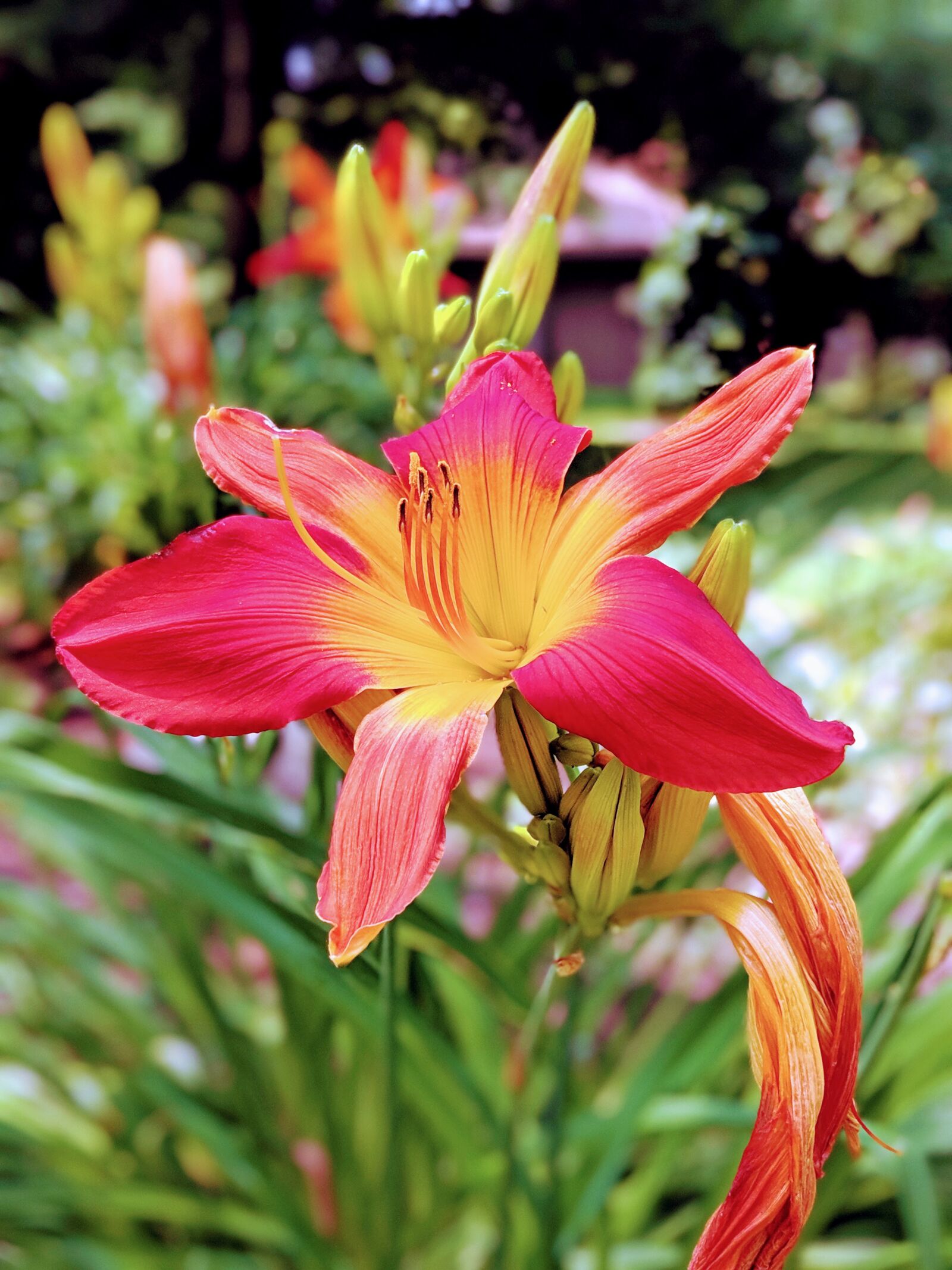 Google Pixel 2 XL sample photo. Flower, bloom, nature photography