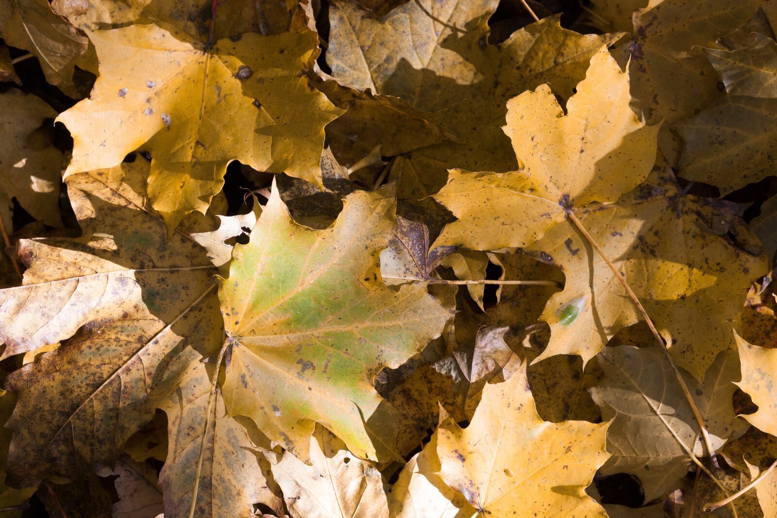 Canon EOS 50D sample photo. Maple, autumn, leaf photography