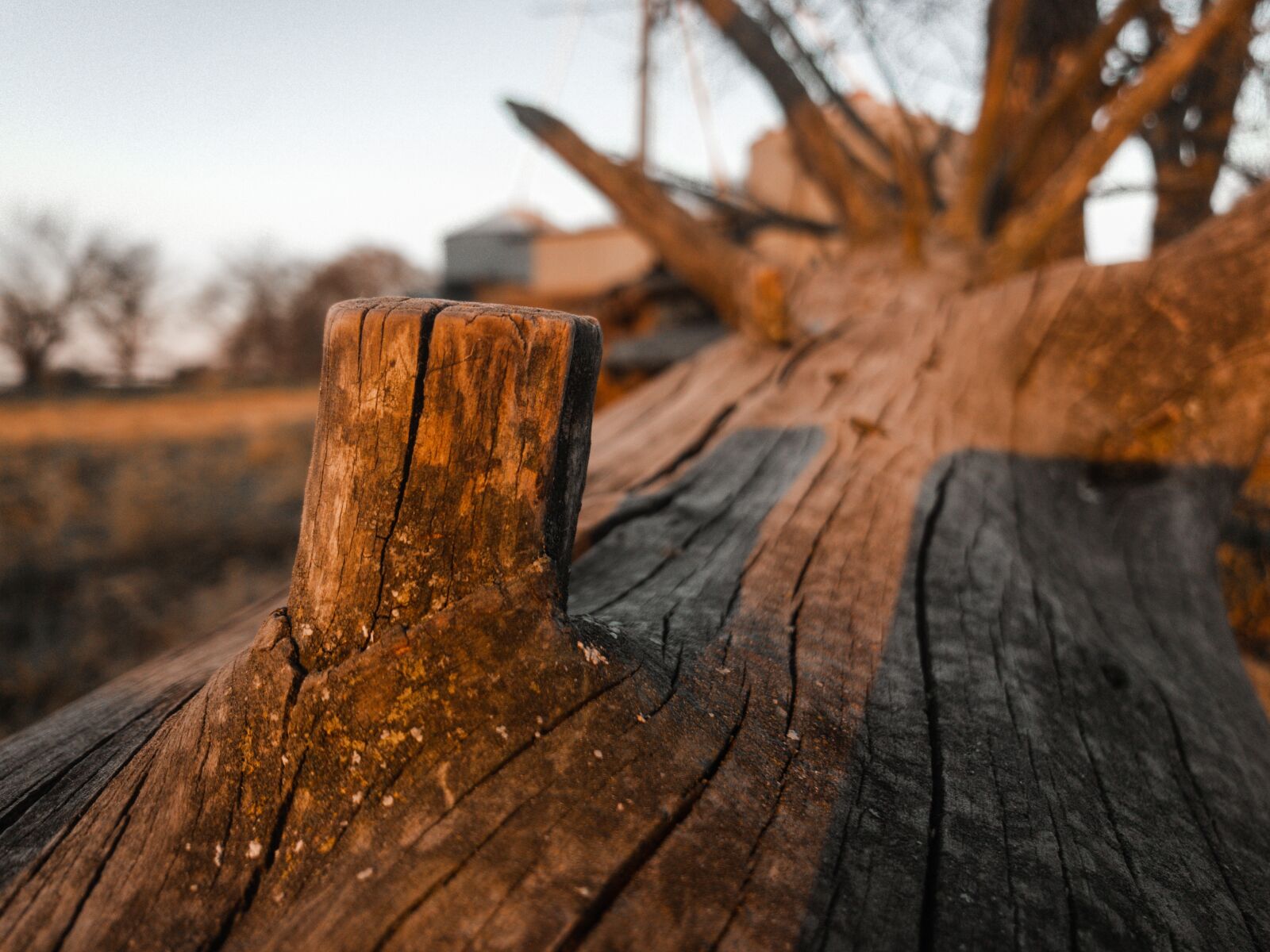 Apple iPhone X + iPhone X back camera 4mm f/1.8 sample photo. Tree stump, fallen tree photography