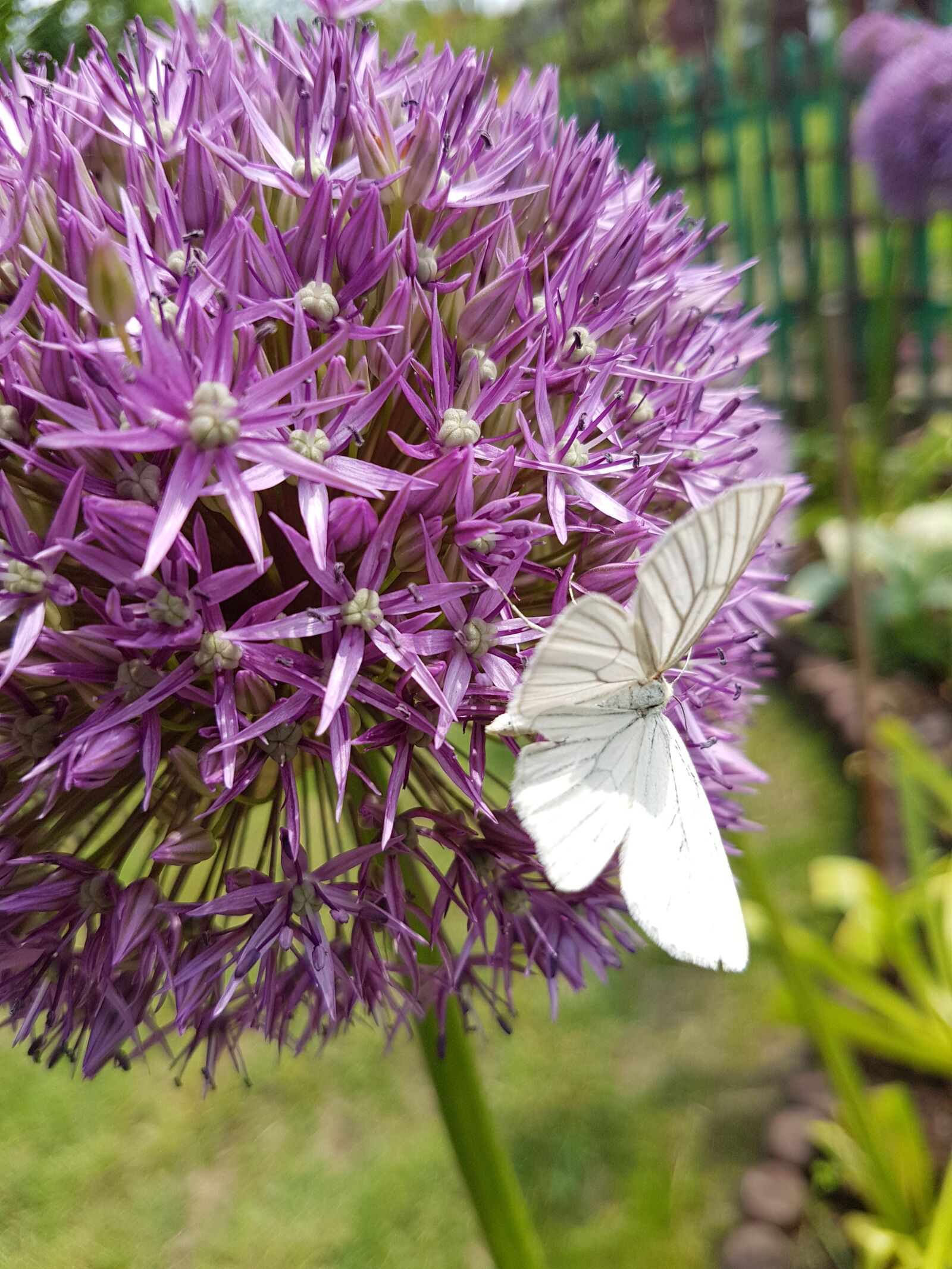 Samsung Galaxy S7 sample photo. Butterfly, decorative garlic, flowers photography
