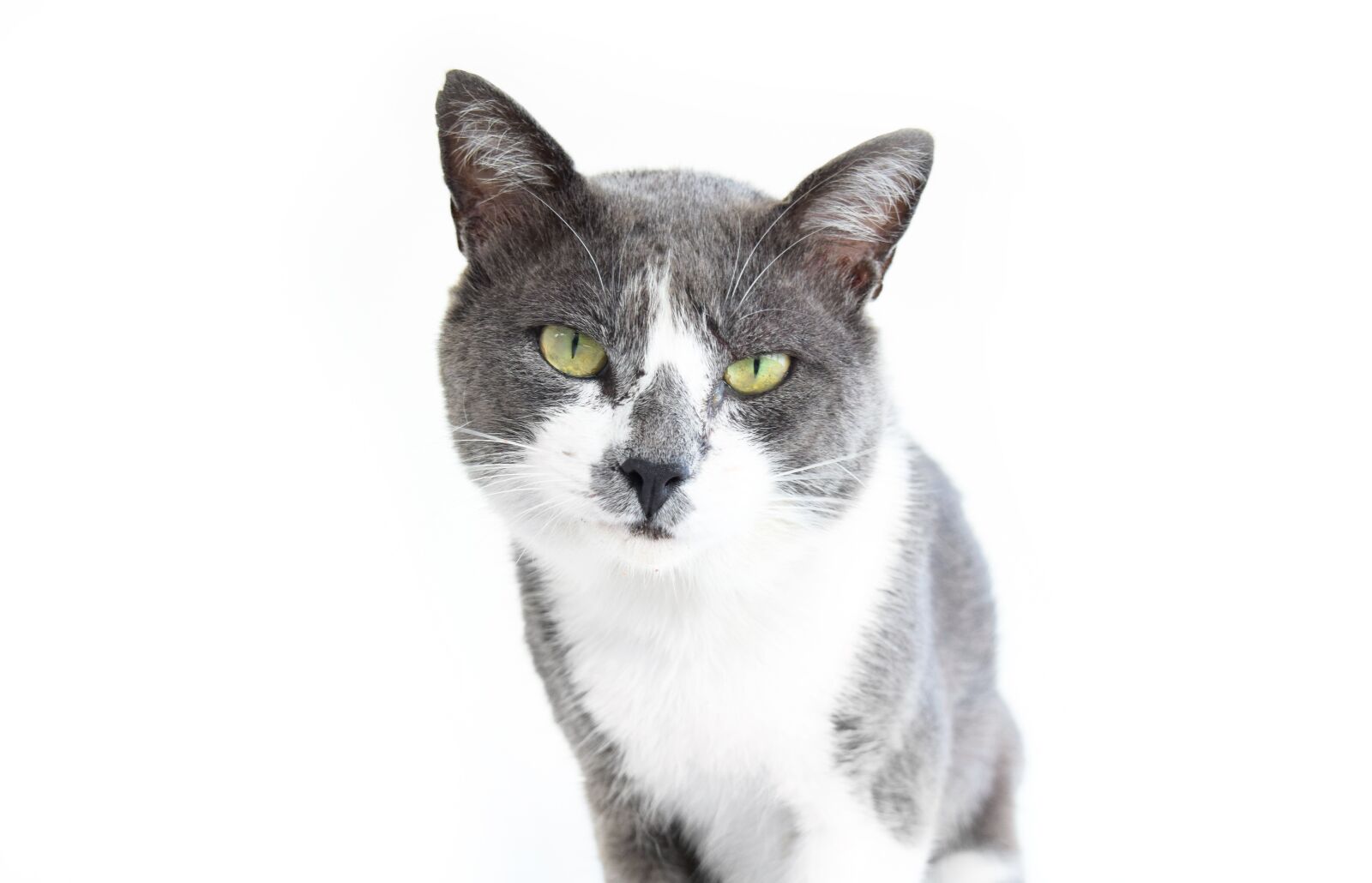 Nikon D5300 sample photo. Cat, pet, animal photography