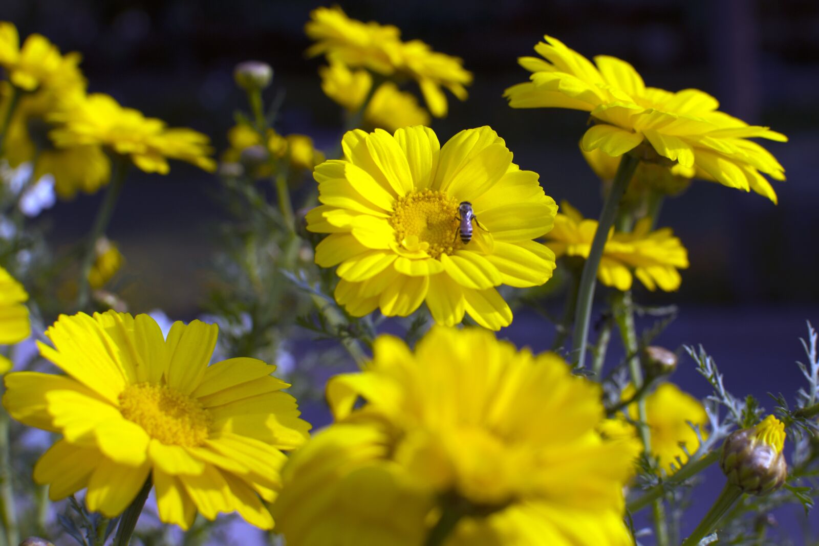 Nikon D3200 sample photo. Flowers, nature, beauty photography