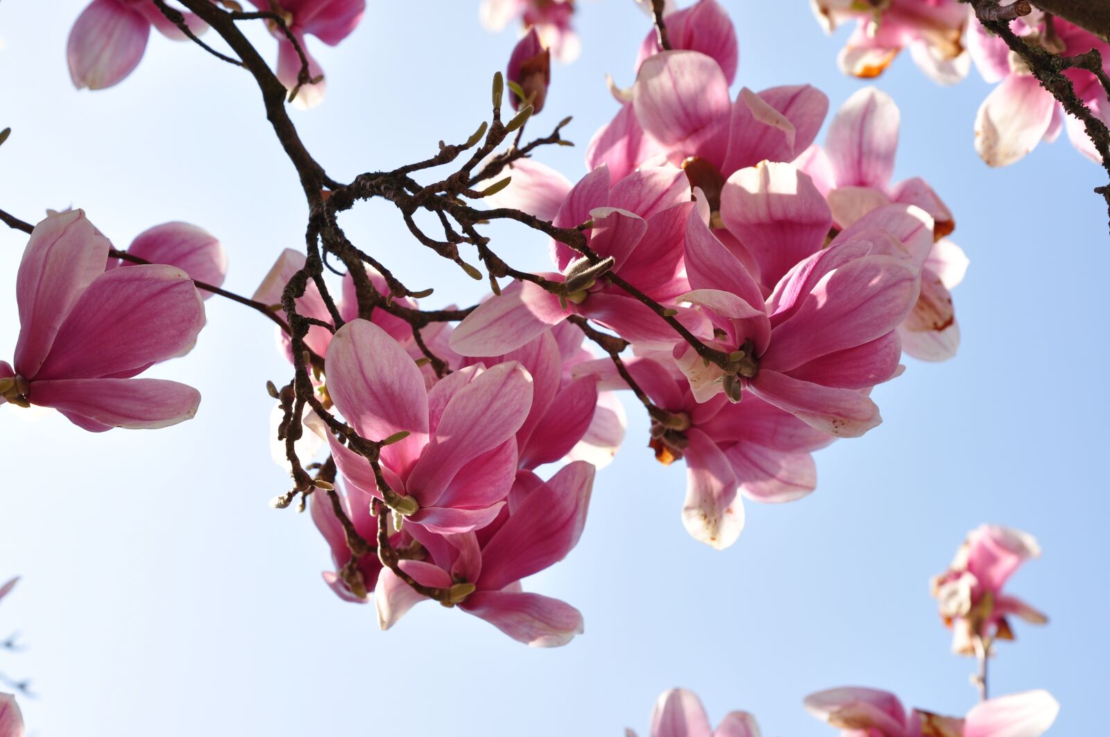Nikon D90 sample photo. Magnolia, flower, blossom photography