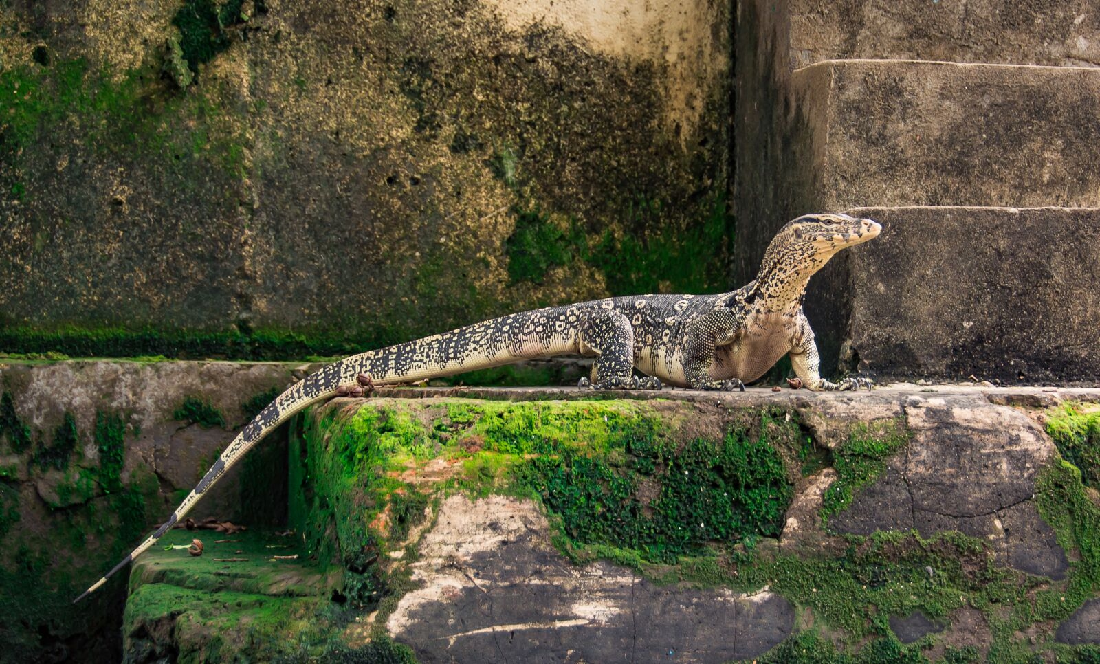 Nikon D5200 sample photo. Lizard, reptile, wildlife photography