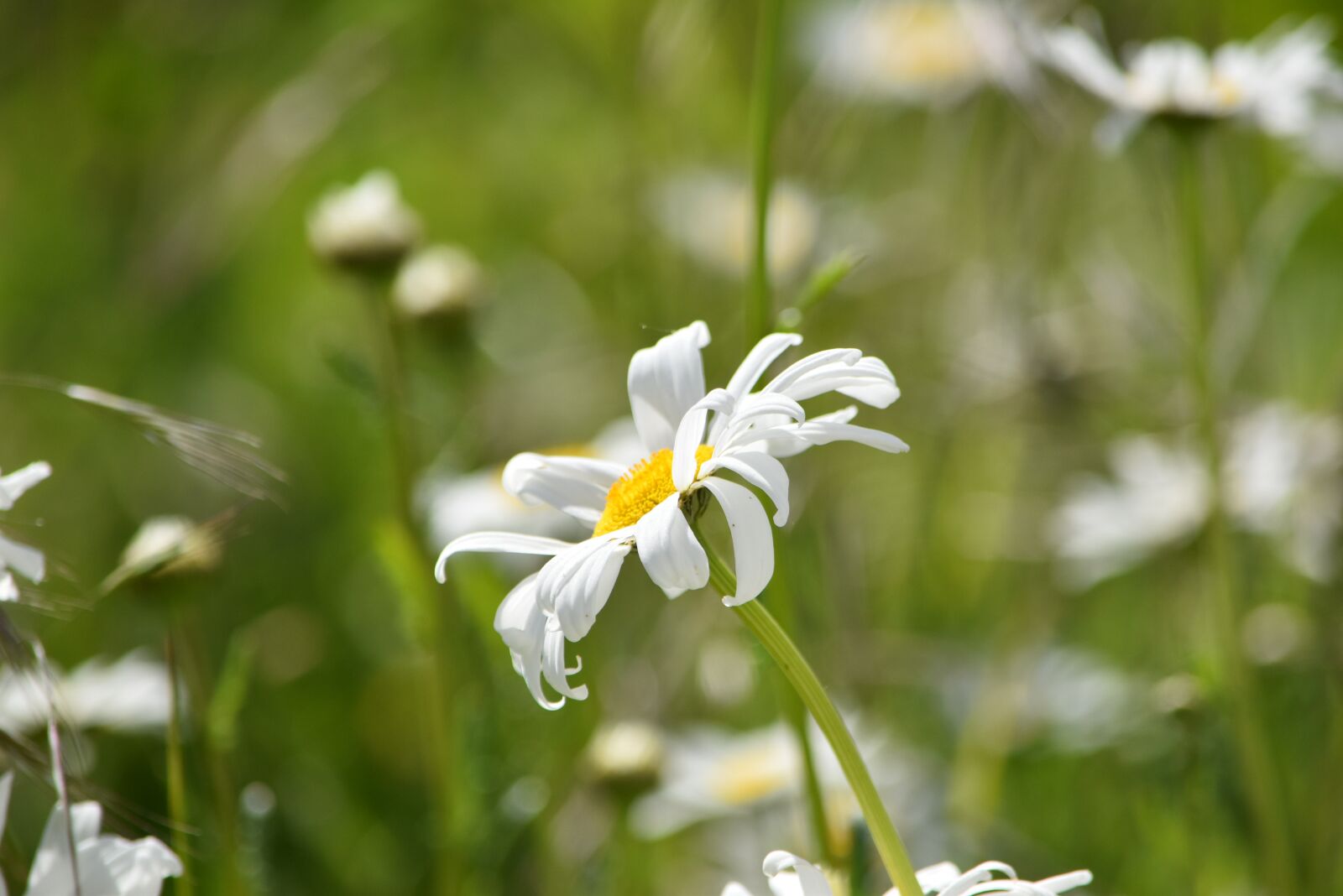 Nikon D5500 sample photo. Marguerite, white, garden photography