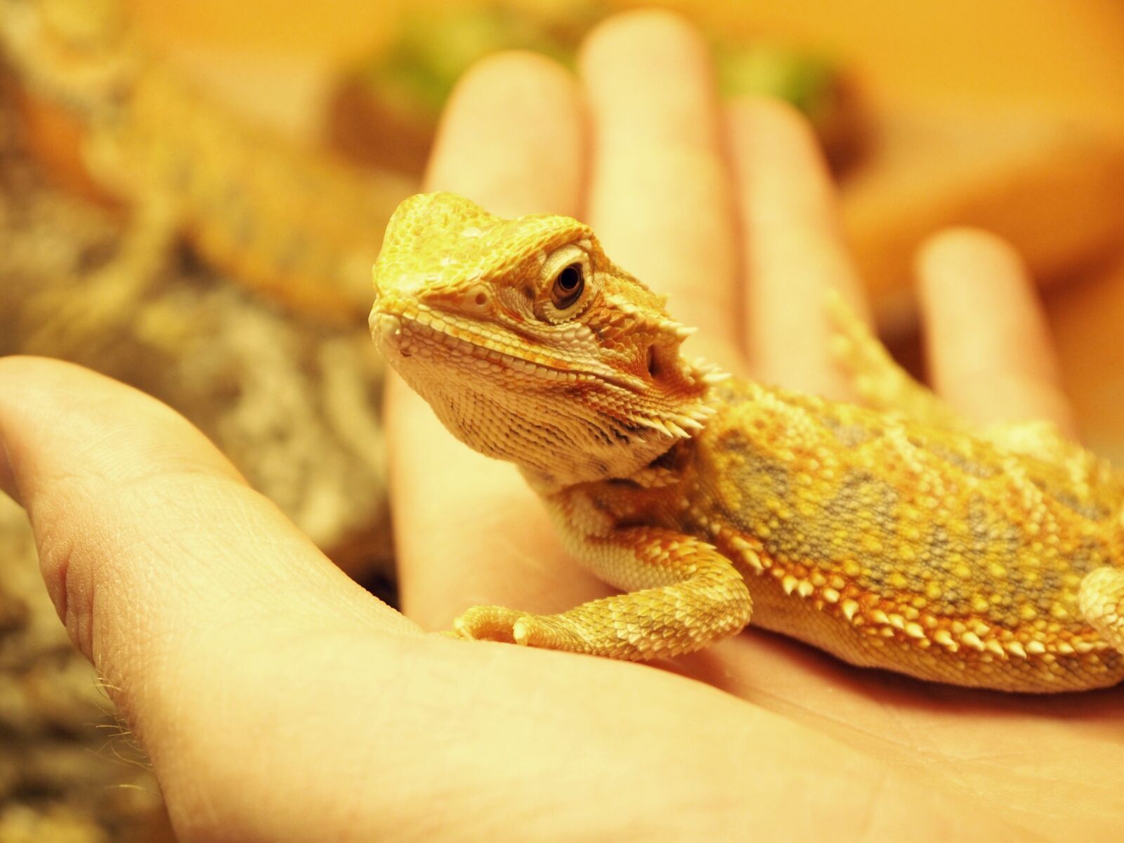 Panasonic Lumix G Vario 14-42mm F3.5-5.6 ASPH OIS sample photo. Reptile, bearded dragon, lizard photography