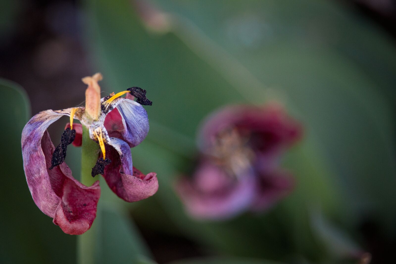 Canon EOS 700D (EOS Rebel T5i / EOS Kiss X7i) sample photo. Tulip, withered, transient photography