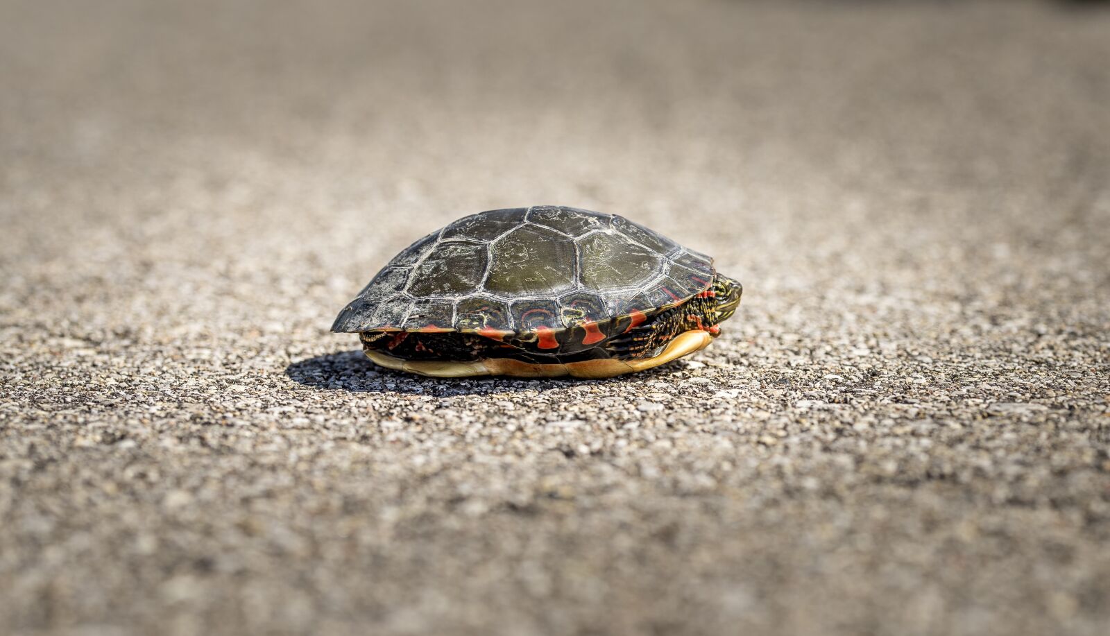 Nikon D810 sample photo. Turtle, aquatic, animal photography