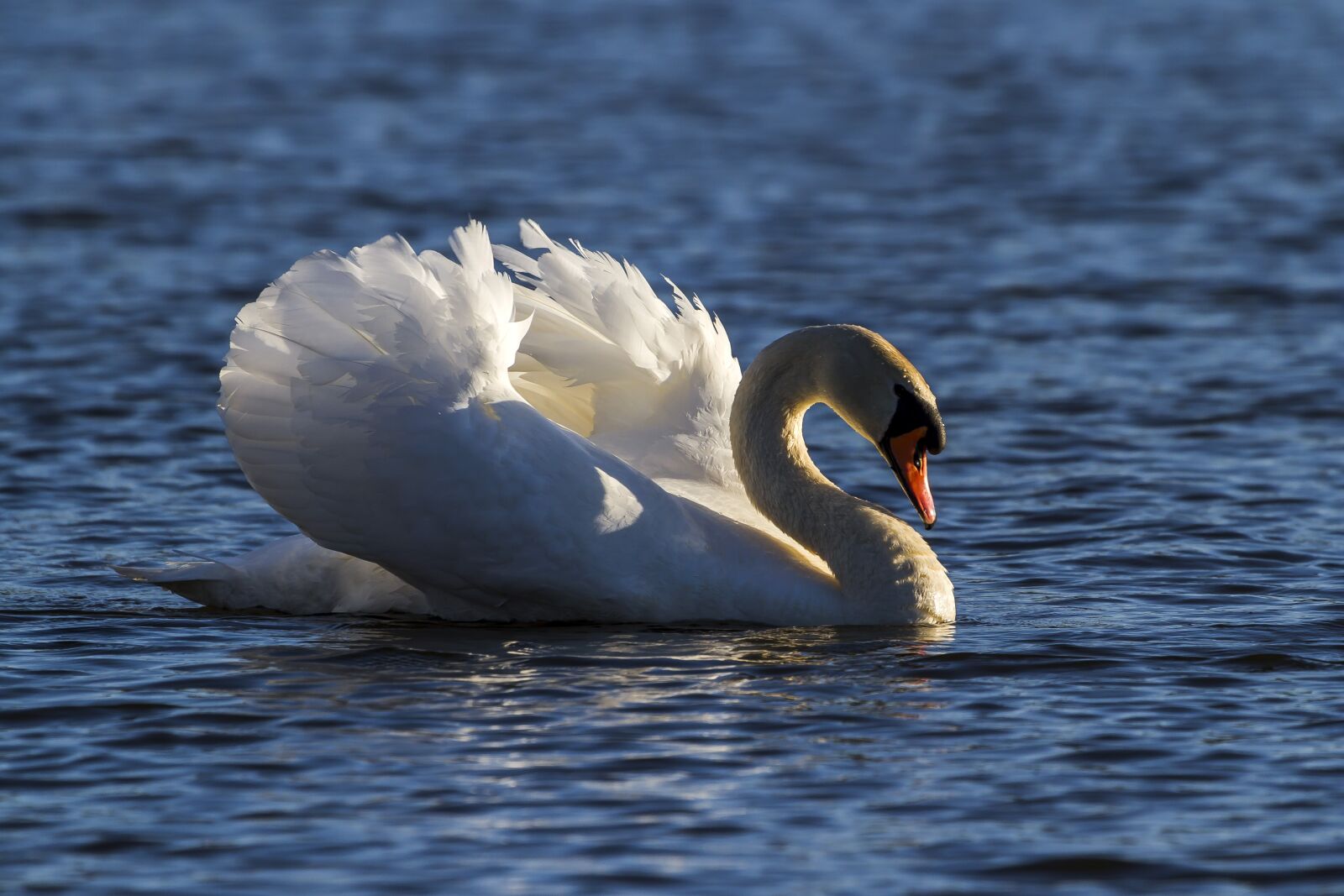 Canon EOS 7D + Canon EF 100-400mm F4.5-5.6L IS USM sample photo. Water, swan, lake photography