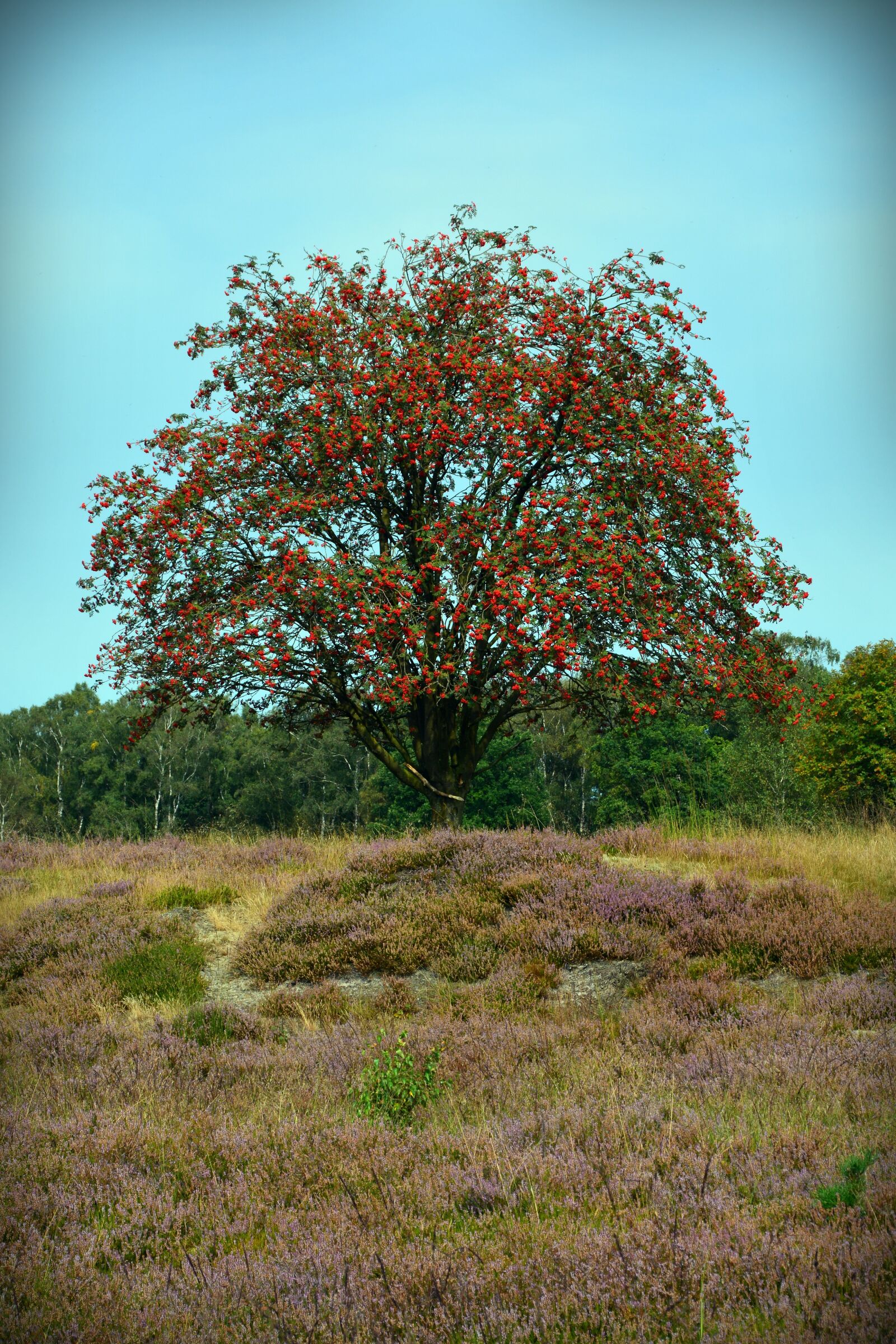 Nikon D5200 sample photo. Heide, nature, heather photography