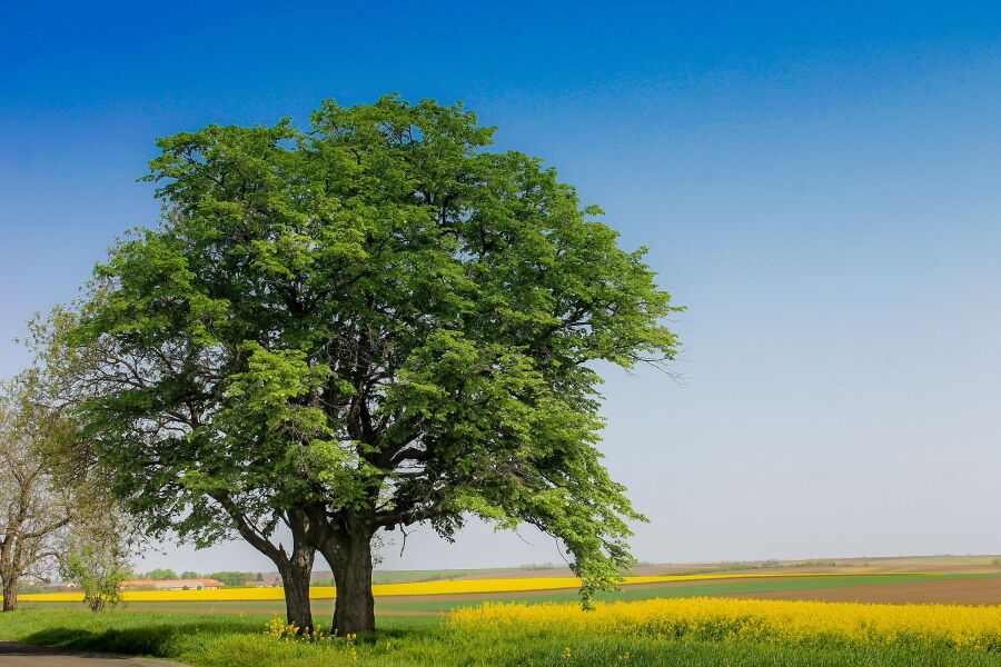 Free Images : tree, nature, forest, branch, sunshine, sunlight, leaf, flower, tr