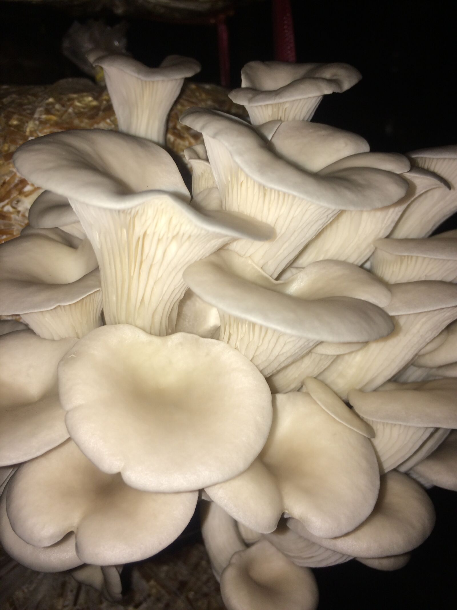iPhone 5s back camera 4.15mm f/2.2 sample photo. Mushroom, agriculture, india photography