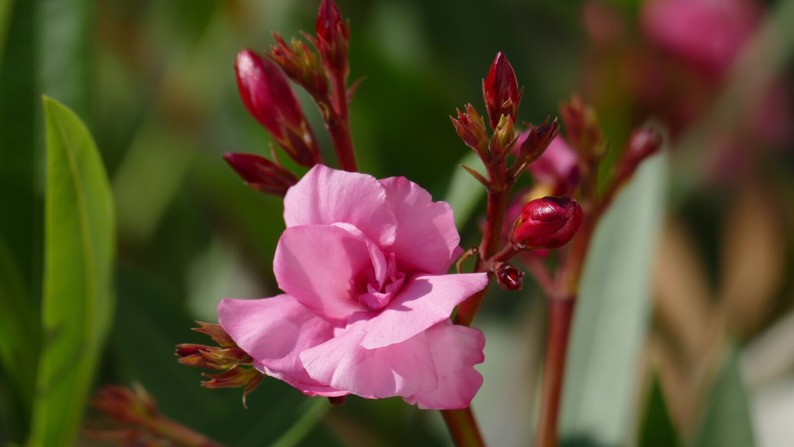 Leica V-Lux (Typ 114) sample photo. Oleanders, blossom, bloom photography