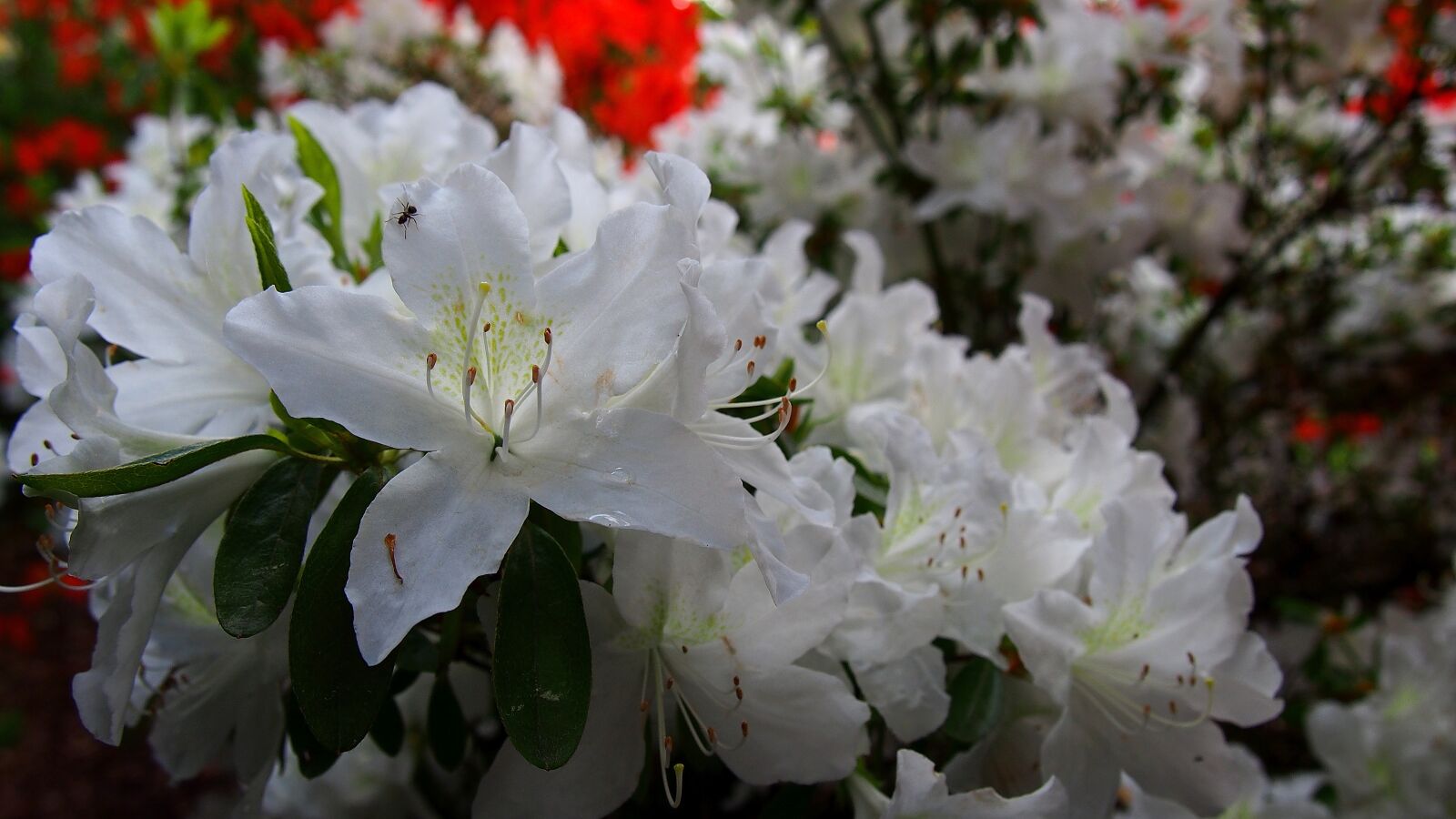Olympus PEN E-PL6 sample photo. Azalea, flower, white photography