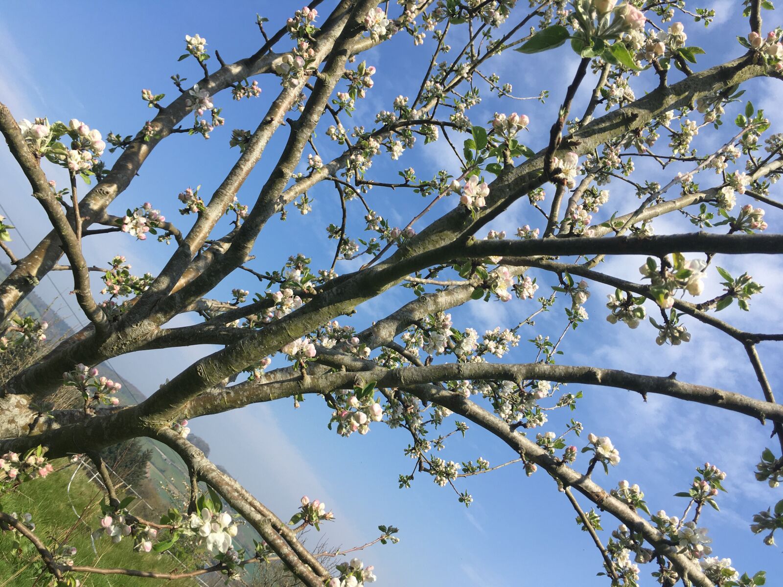 Apple iPhone SE sample photo. Trees, spring, blossom photography