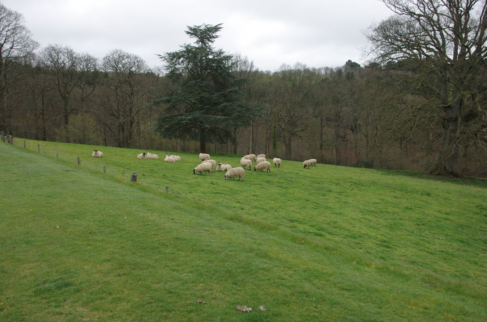 Pentax K-5 sample photo. Devon, sheep, england photography