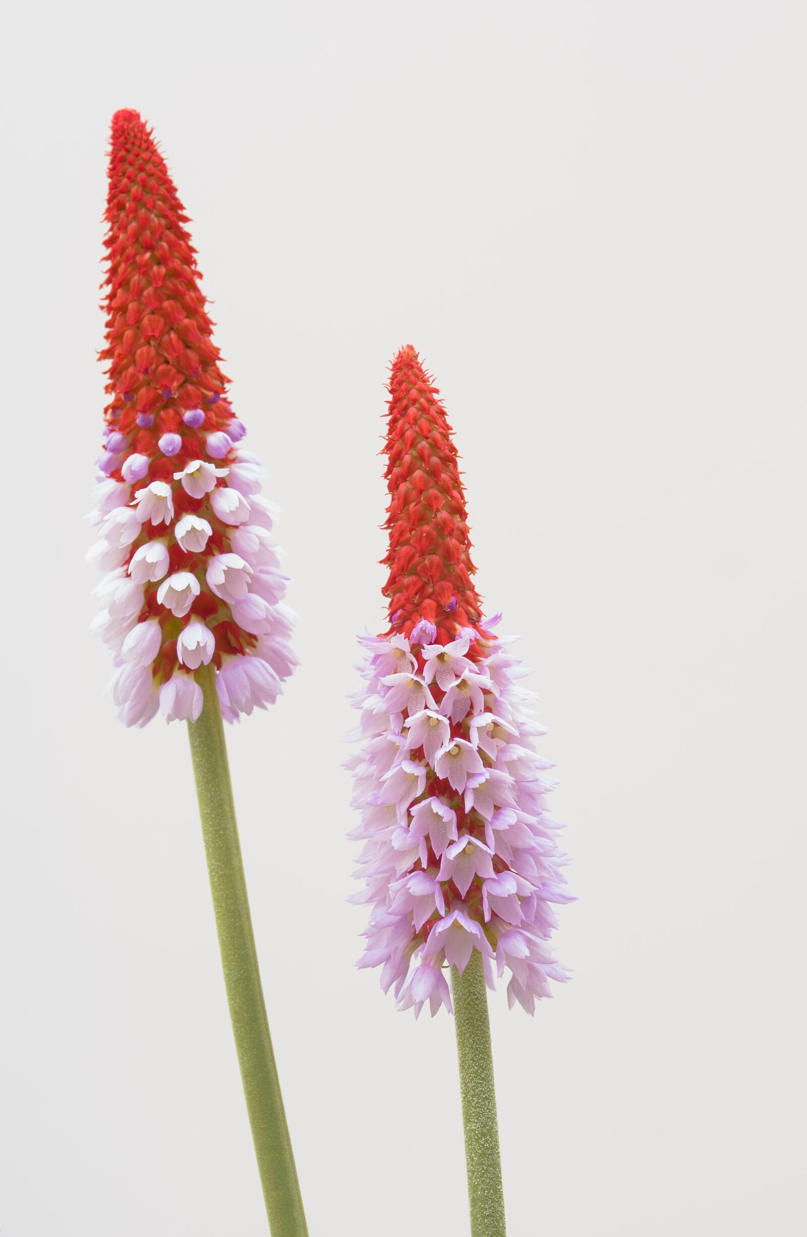 Sony ILCA-77M2 + 105mm F2.8 sample photo. Garden, white, bloom photography