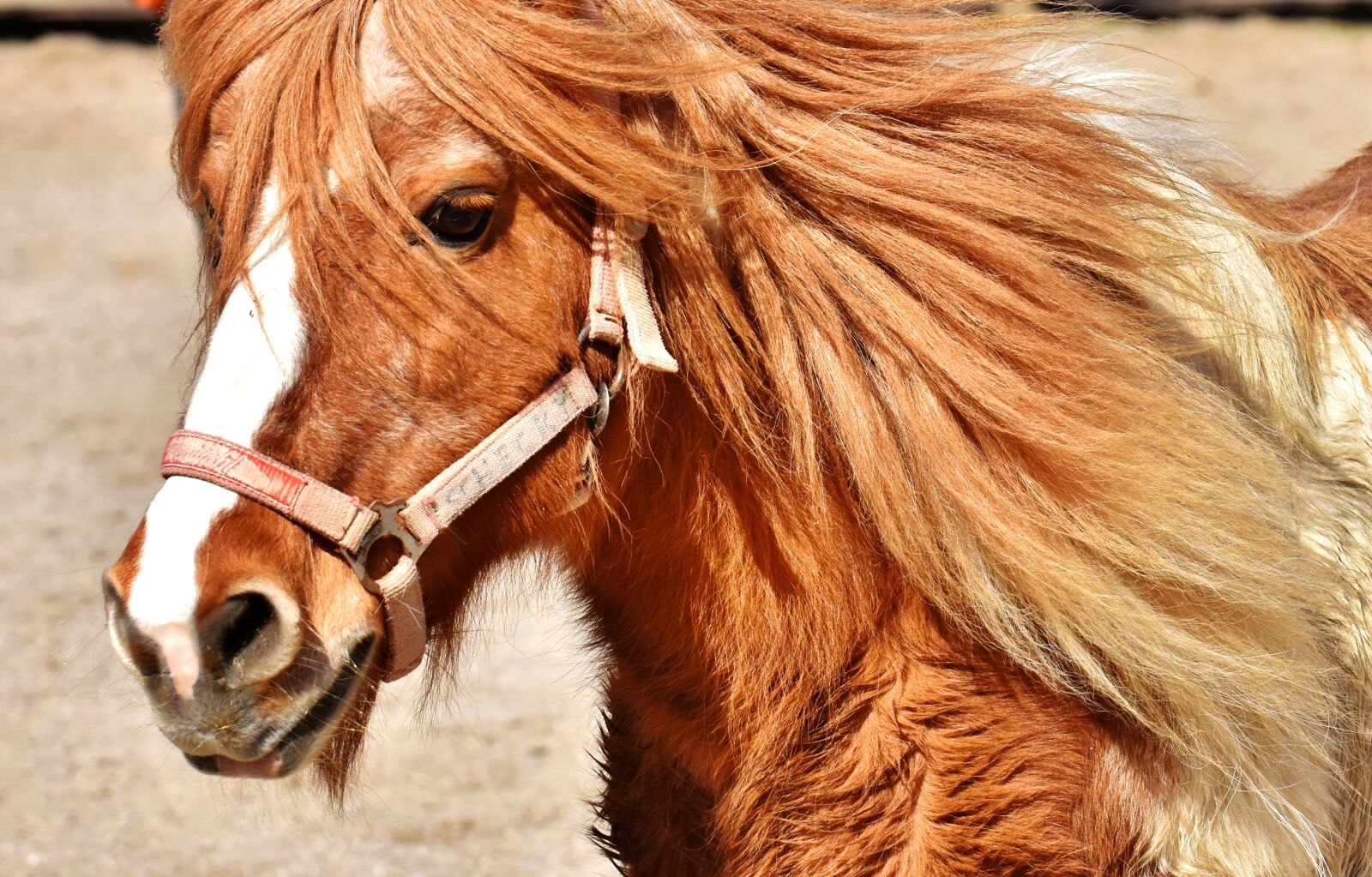 Nikon D7200 sample photo. Pony, horse, cute photography