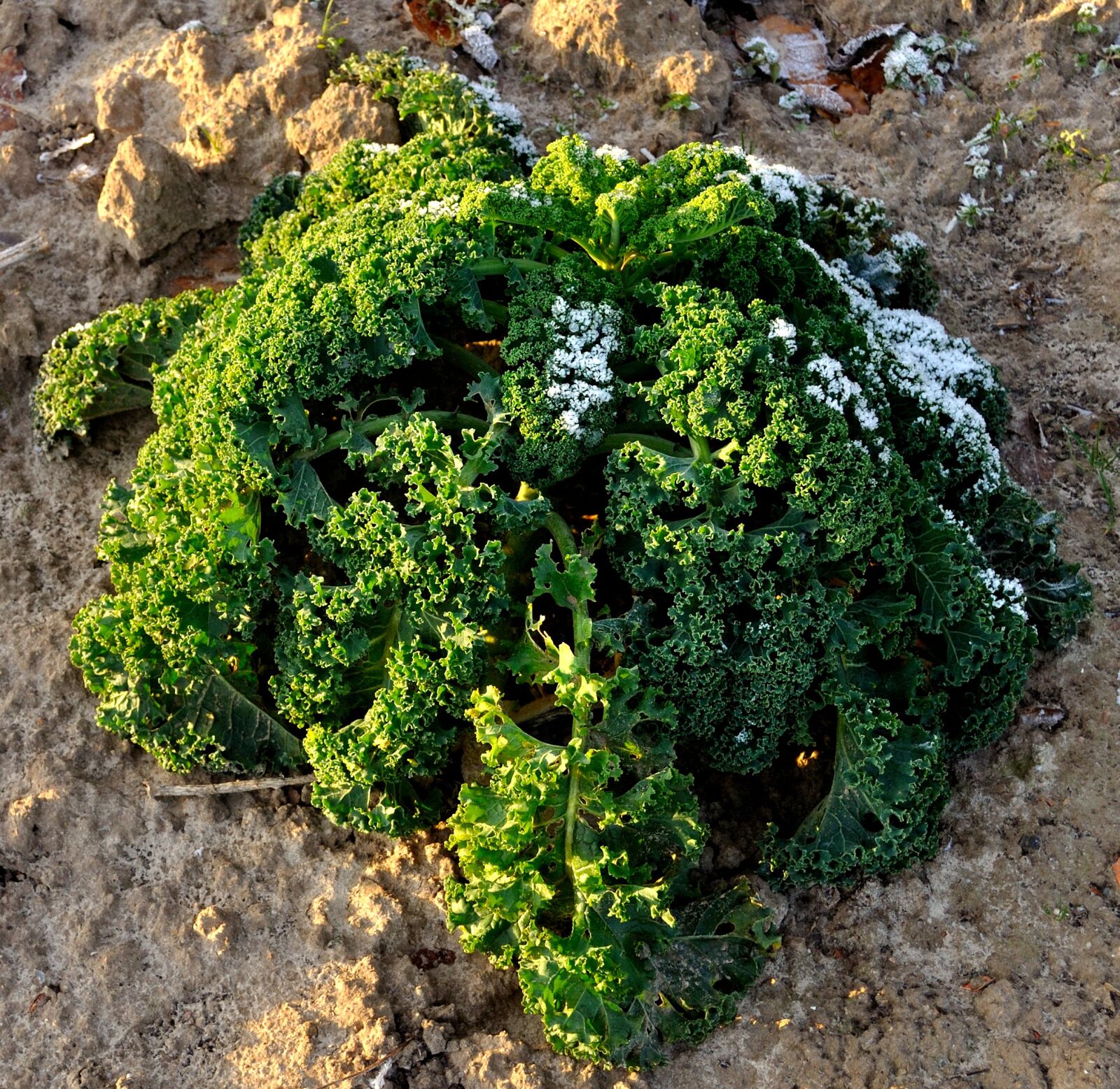 Nikon D5000 sample photo. Nature, plant, leaf photography